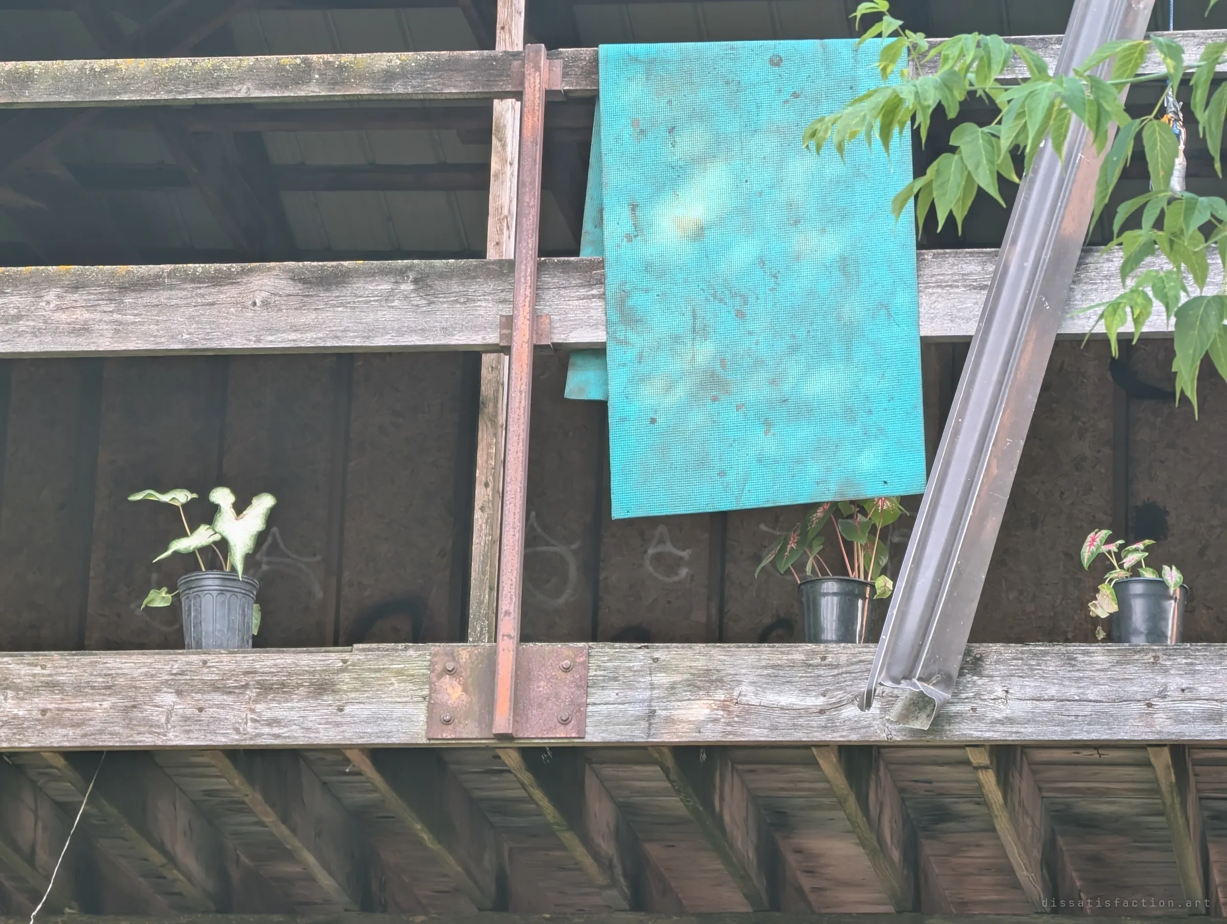 Three potted caladium plants lined up on a weathered beam of the shed's upper floor under a hanging teal mat, a small tended touch in a ruin.