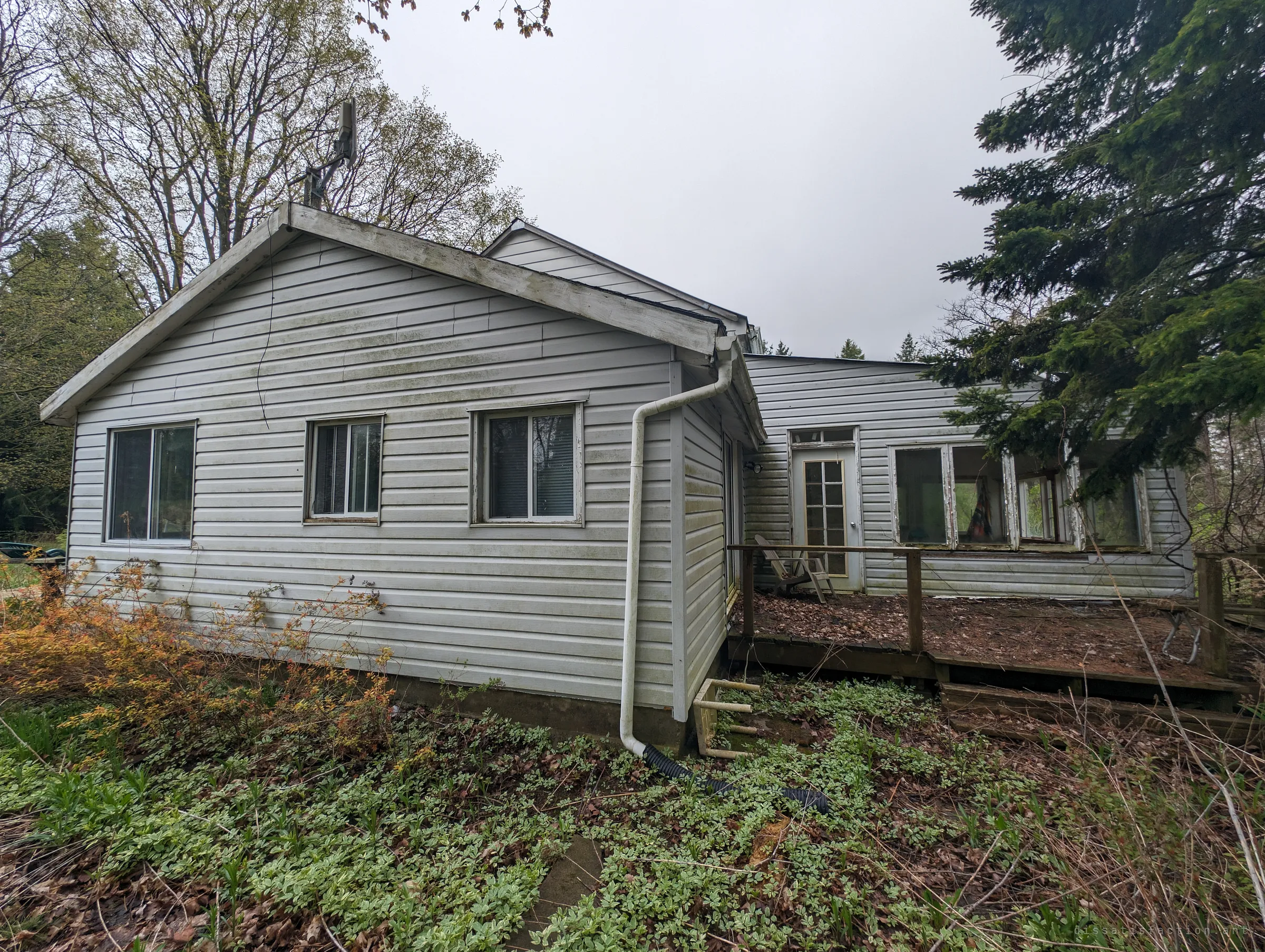 The rear wing of the house in stained white siding, with a downspout snaking into the overgrowth and a sagging deck around a sunroom. Tall evergreens close in on every side.