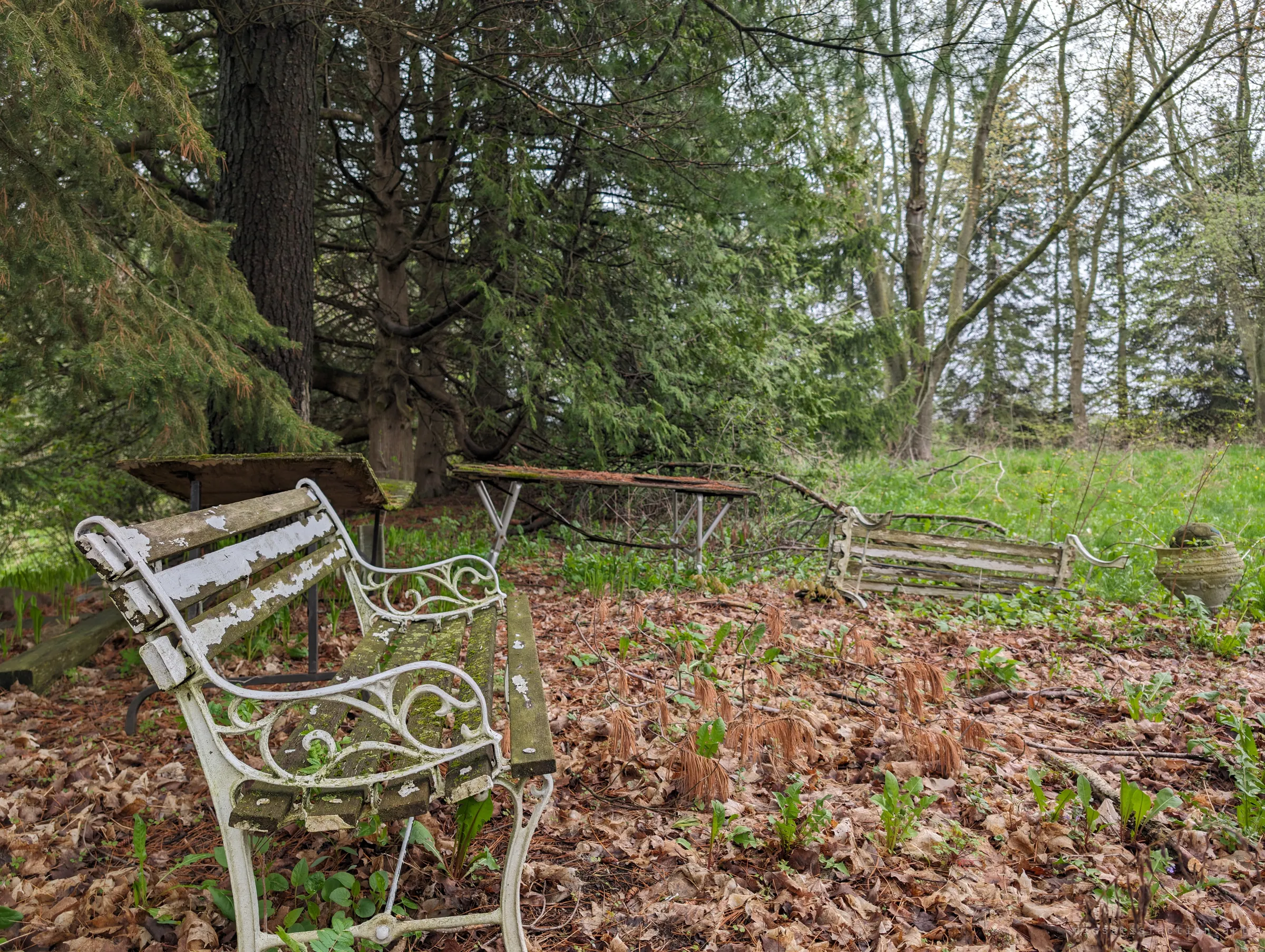 A peeling white cast-iron garden bench and rotting picnic tables left under tall pines, a fallen bench and a stone urn in the long grass beyond. The garden is slowly returning to the woods.