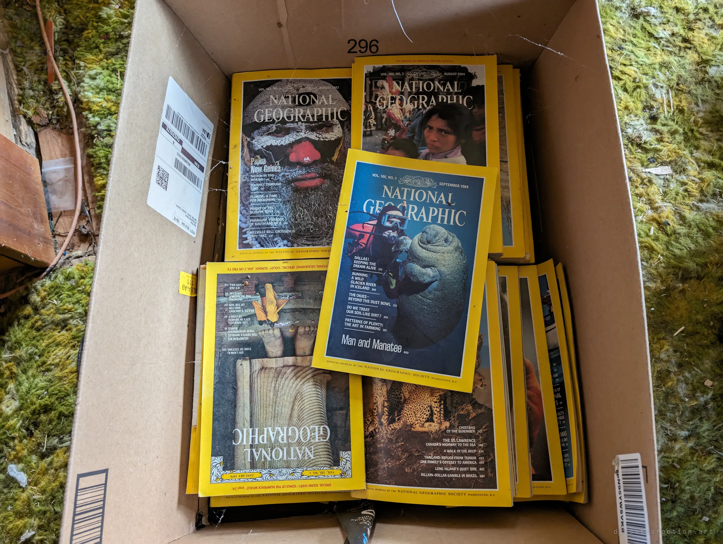 A cardboard box full of 1970s and 80s yellow-bordered nature magazines, sitting on moss-green shag carpet. A decades-long subscription packed up and never taken away.