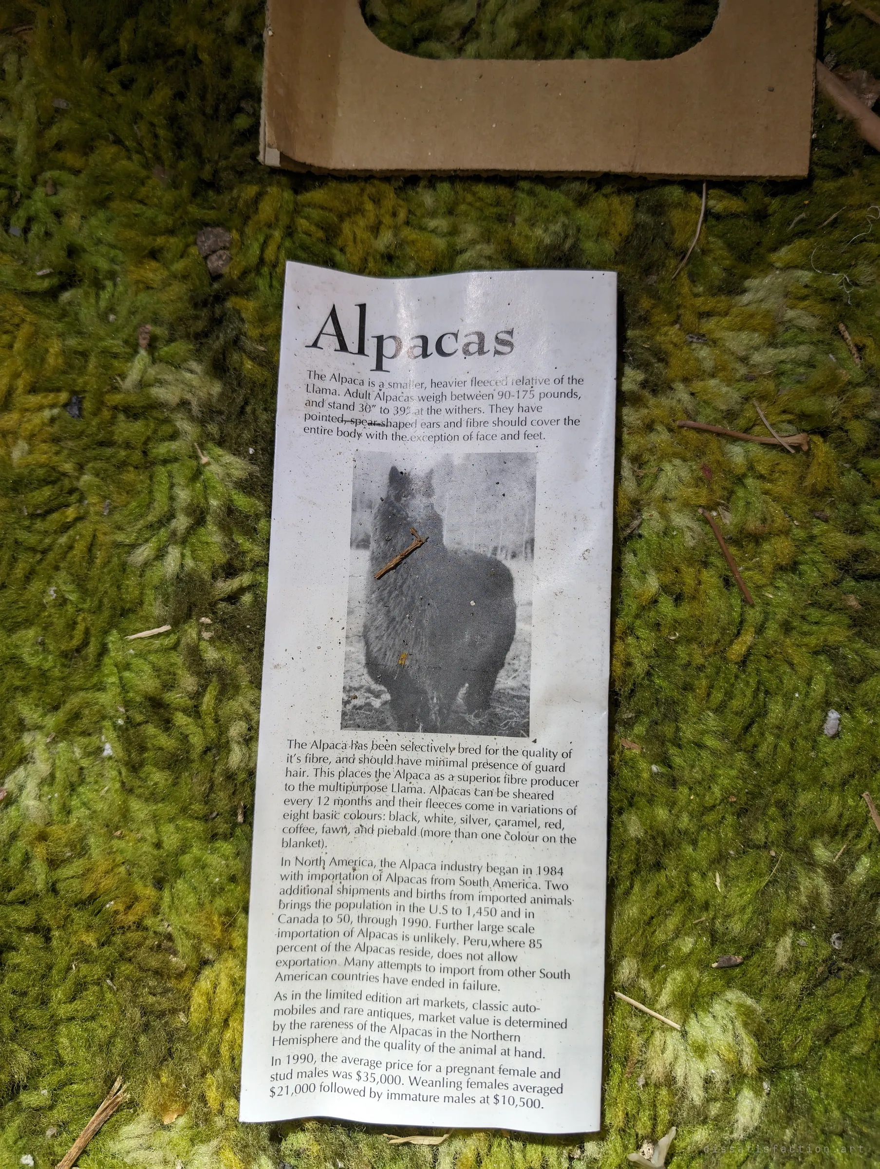 An old printed alpaca information flyer lying on mossy green shag carpet, with a grainy photo of a dark alpaca and notes on fleece and prices. It hints at what this place was built around.