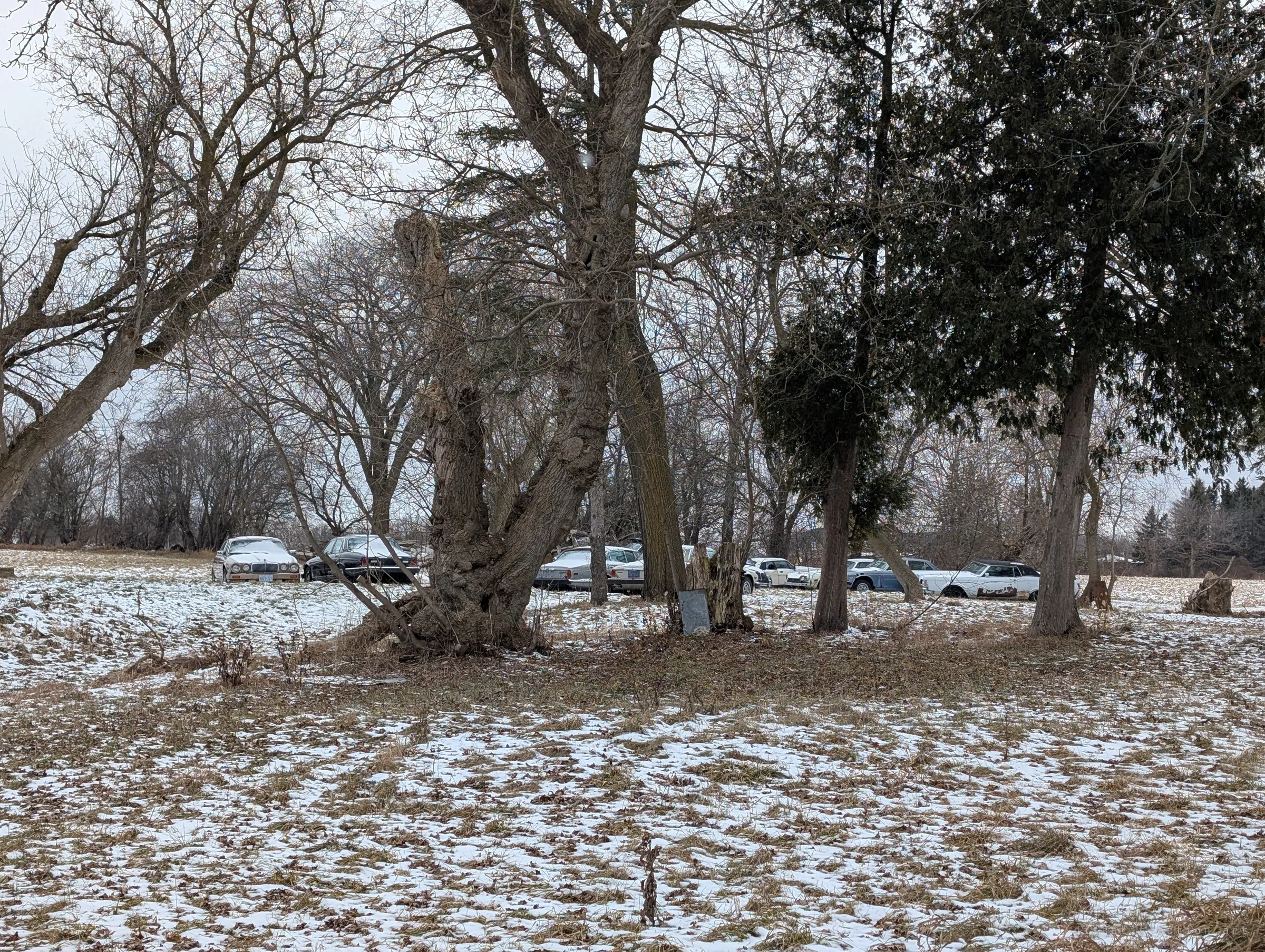 A line of old luxury sedans slowly sinking into a snowy field behind gnarled trees, left where they were parked years ago.