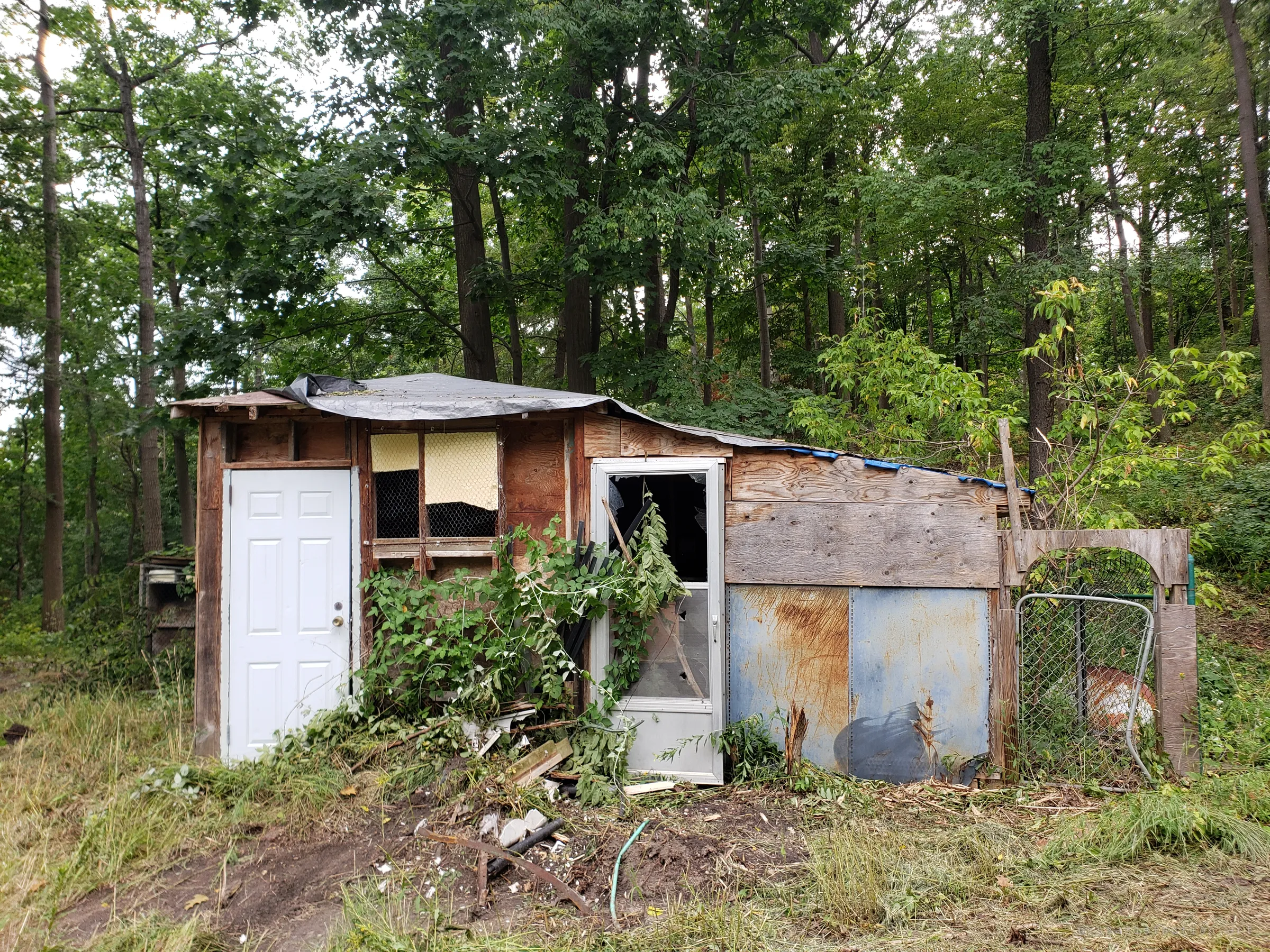 A ramshackle patchwork shed of plywood, rusted sheet metal and mismatched doors, its tarp roof sagging under the trees. A chain-link gate hangs off the side amid cut brush and debris.