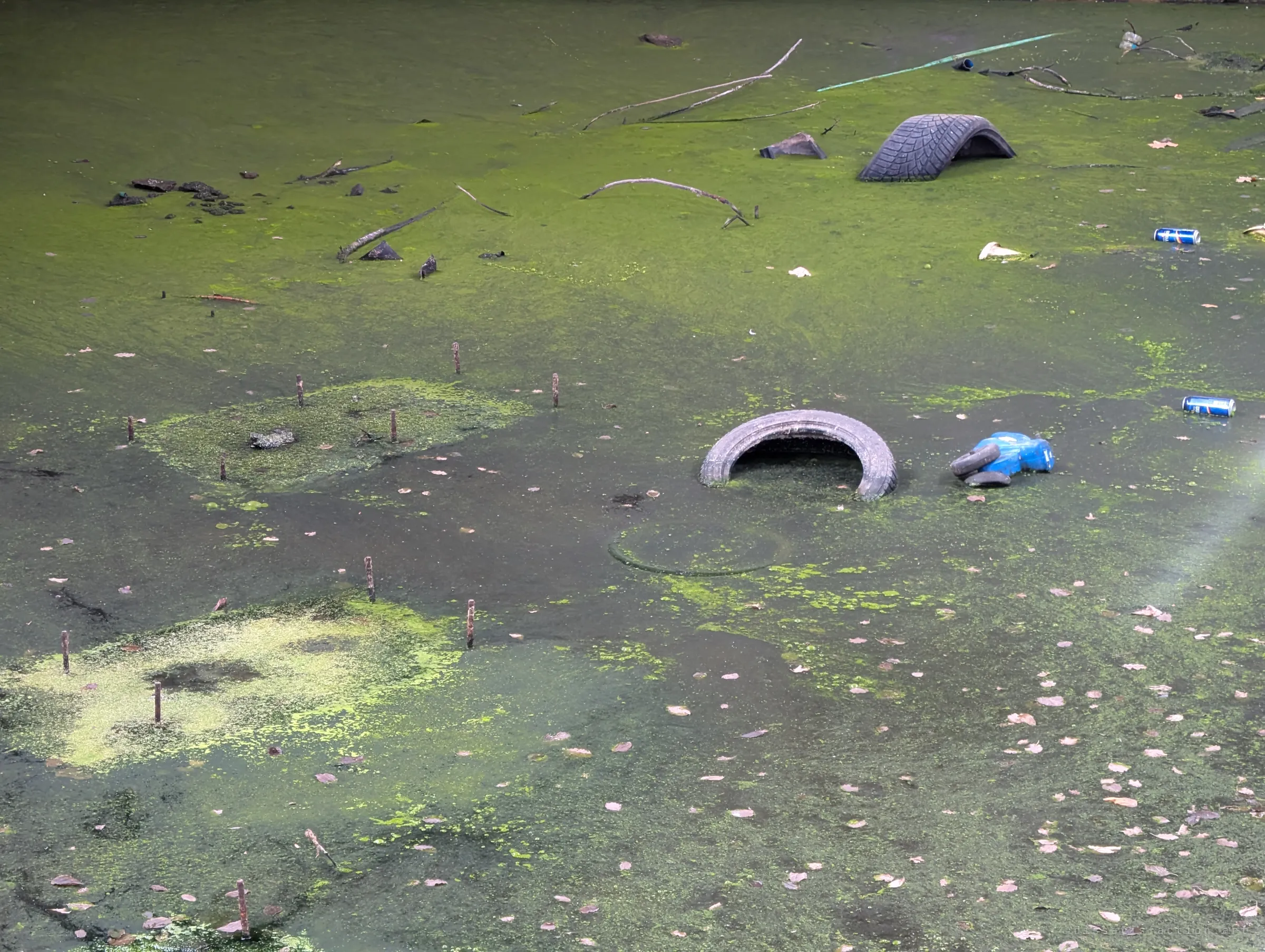 Close-up of the flooded basin floor: duckweed and algae, rusted rebar stubs poking through, half-sunk tyres and floating beer cans.