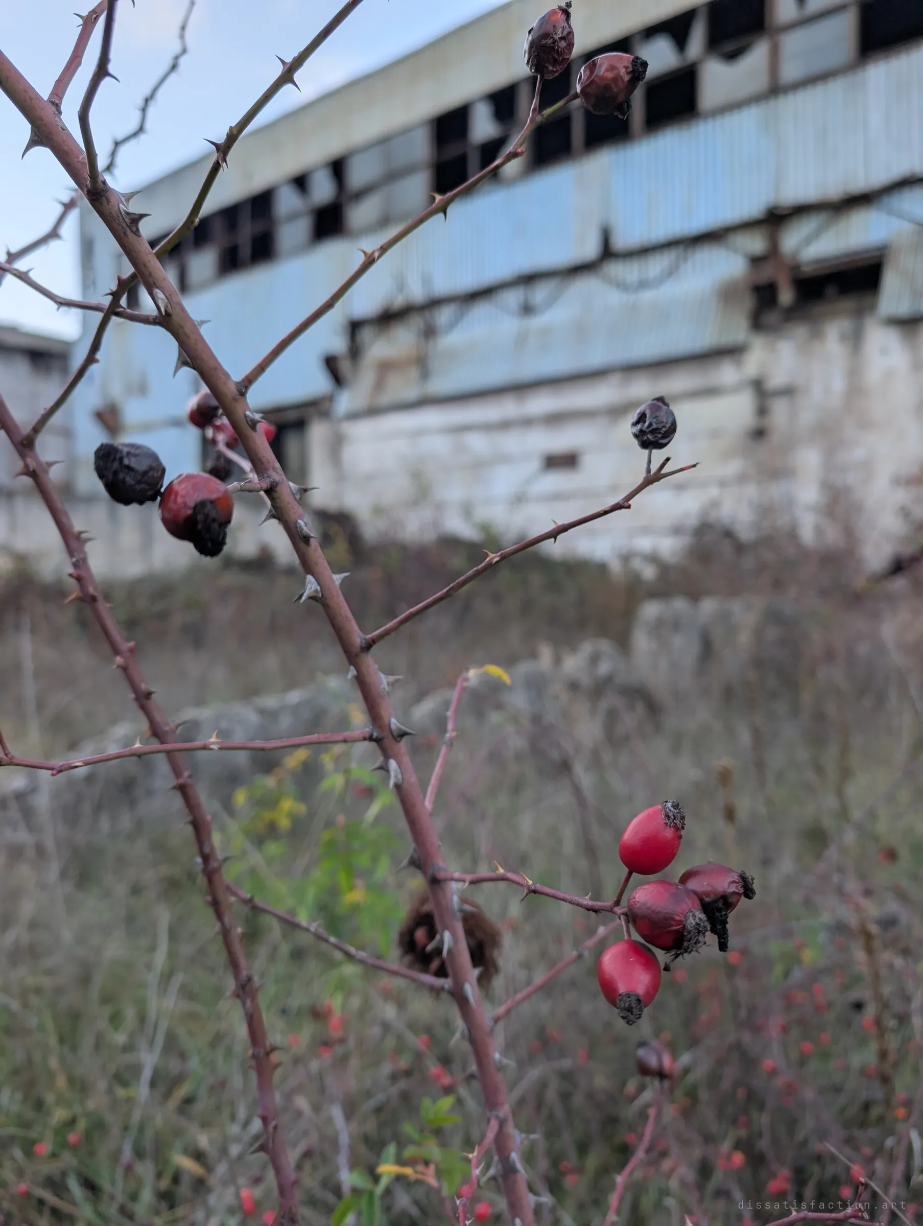 Red rosehips on thorny stems in sharp focus, with the blurred shape of a derelict hall with shattered windows behind. Autumn growth has taken over the ground in front of the building.
