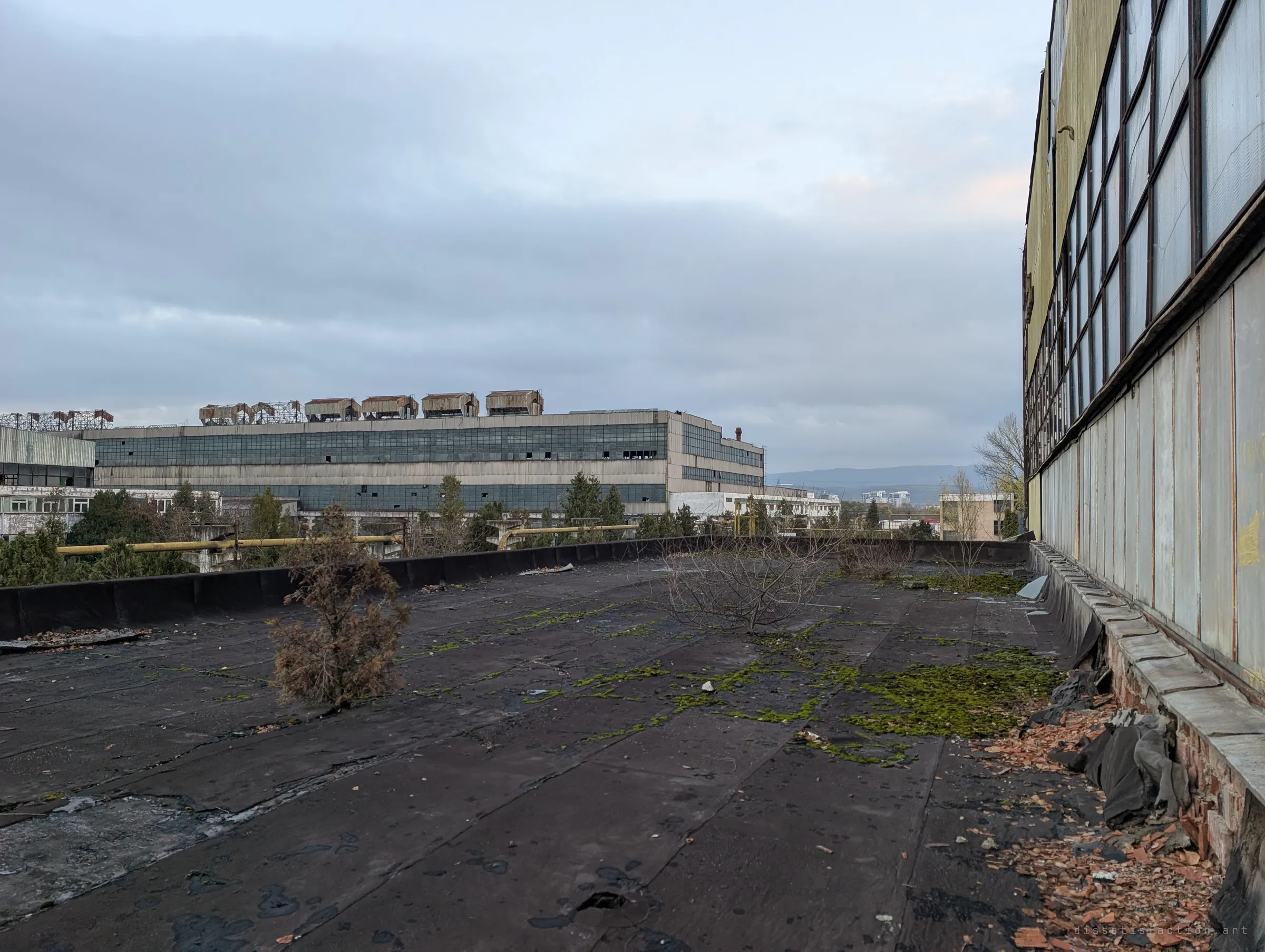 A flat tar roof overgrown with moss and saplings runs toward more derelict factory halls under a grey sky. The roof shows how long the plant has been left to nature.