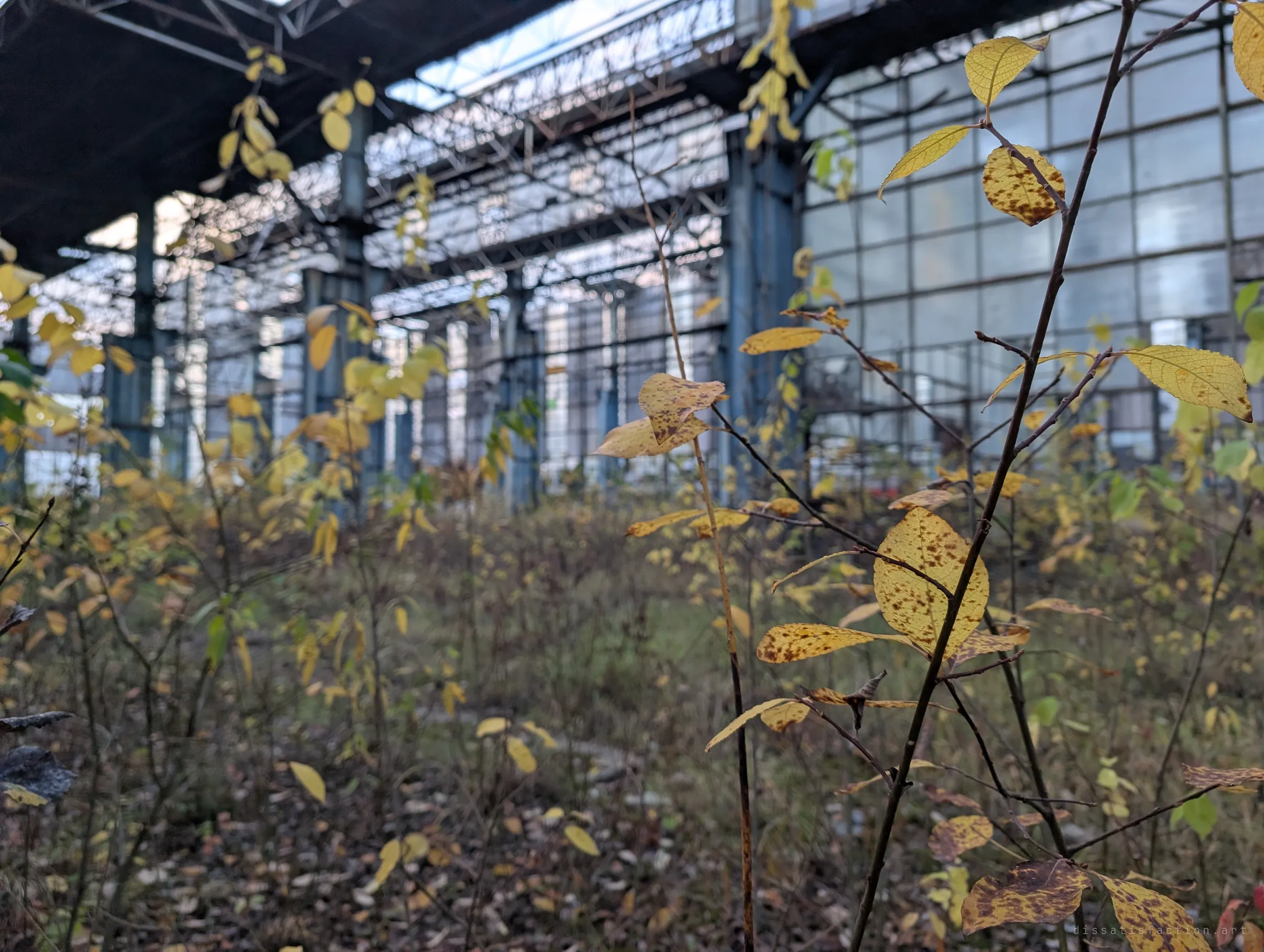 Yellow autumn leaves in sharp focus in front of a blurred glass-walled hall and its steel columns. The saplings are slowly taking the building back.