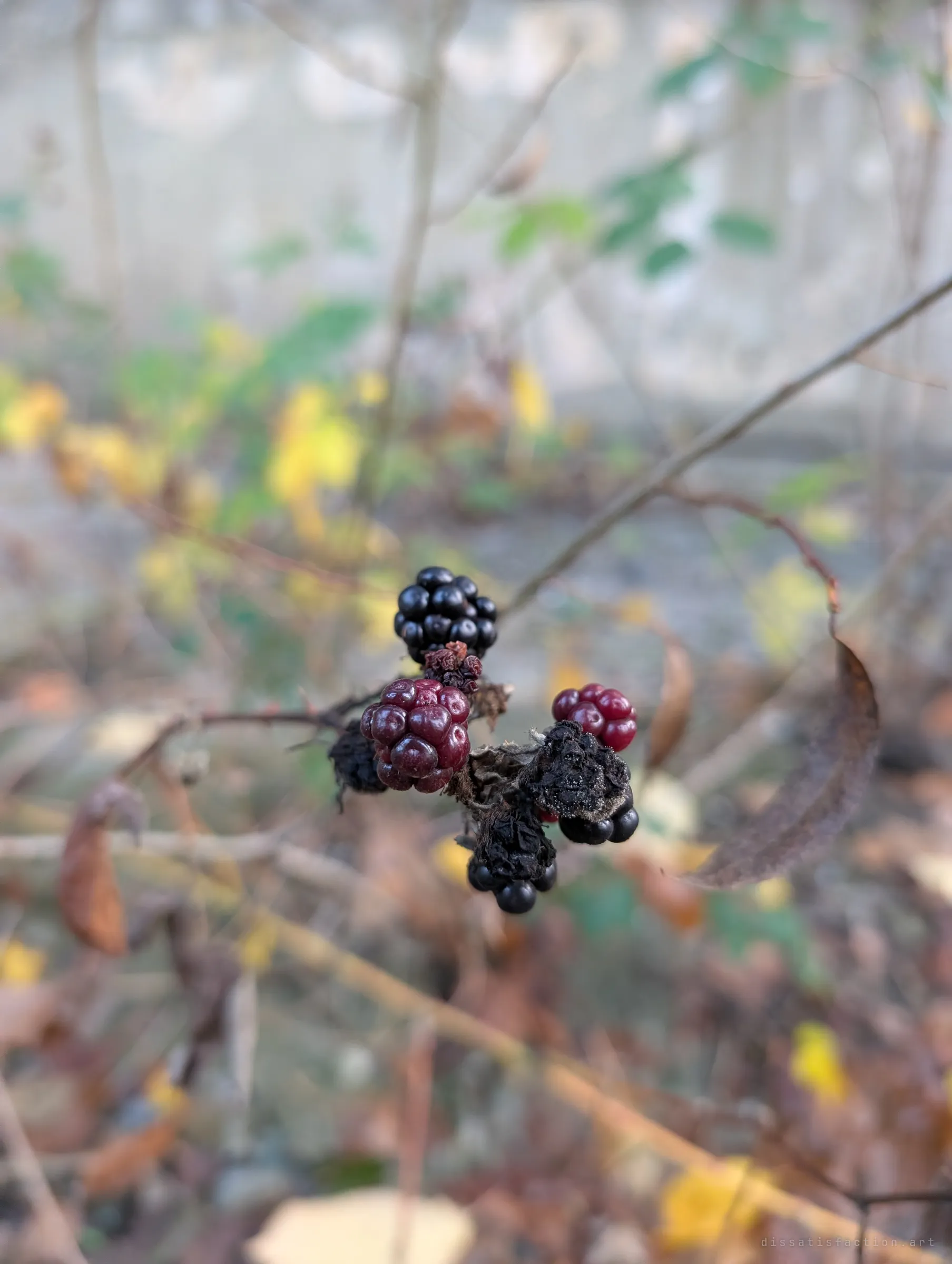 Late-season blackberries, some shrivelled, on a bramble growing in the overgrown grounds of the site.