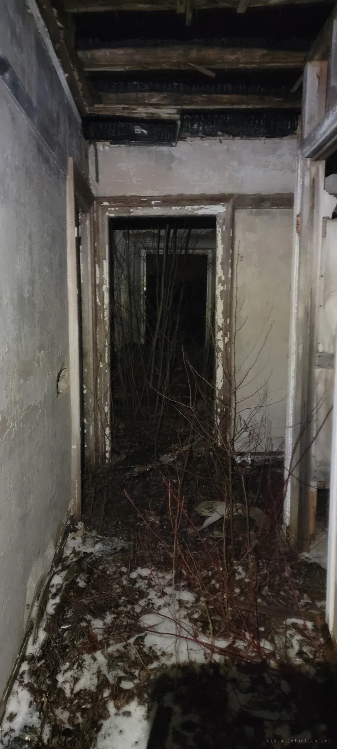 A hallway with a burnt-open ceiling, snow on the floor and bare saplings growing up through the doorways. Nature is already moving back into the house.