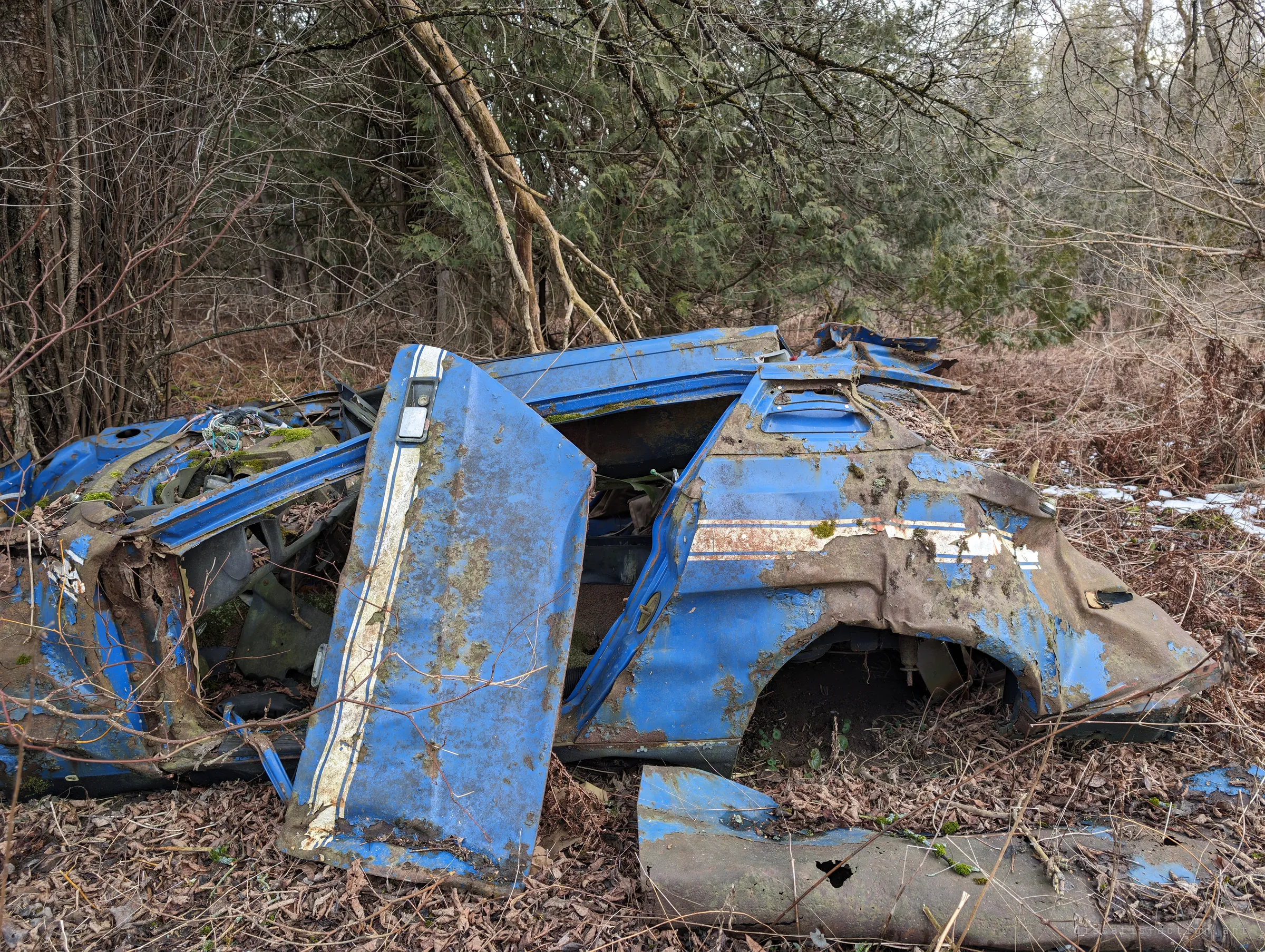 Side view of the same blue wreck under cedars, a striped door hanging open against the body and the rear wheel arch empty. Rust and moss have eaten through much of the paint.