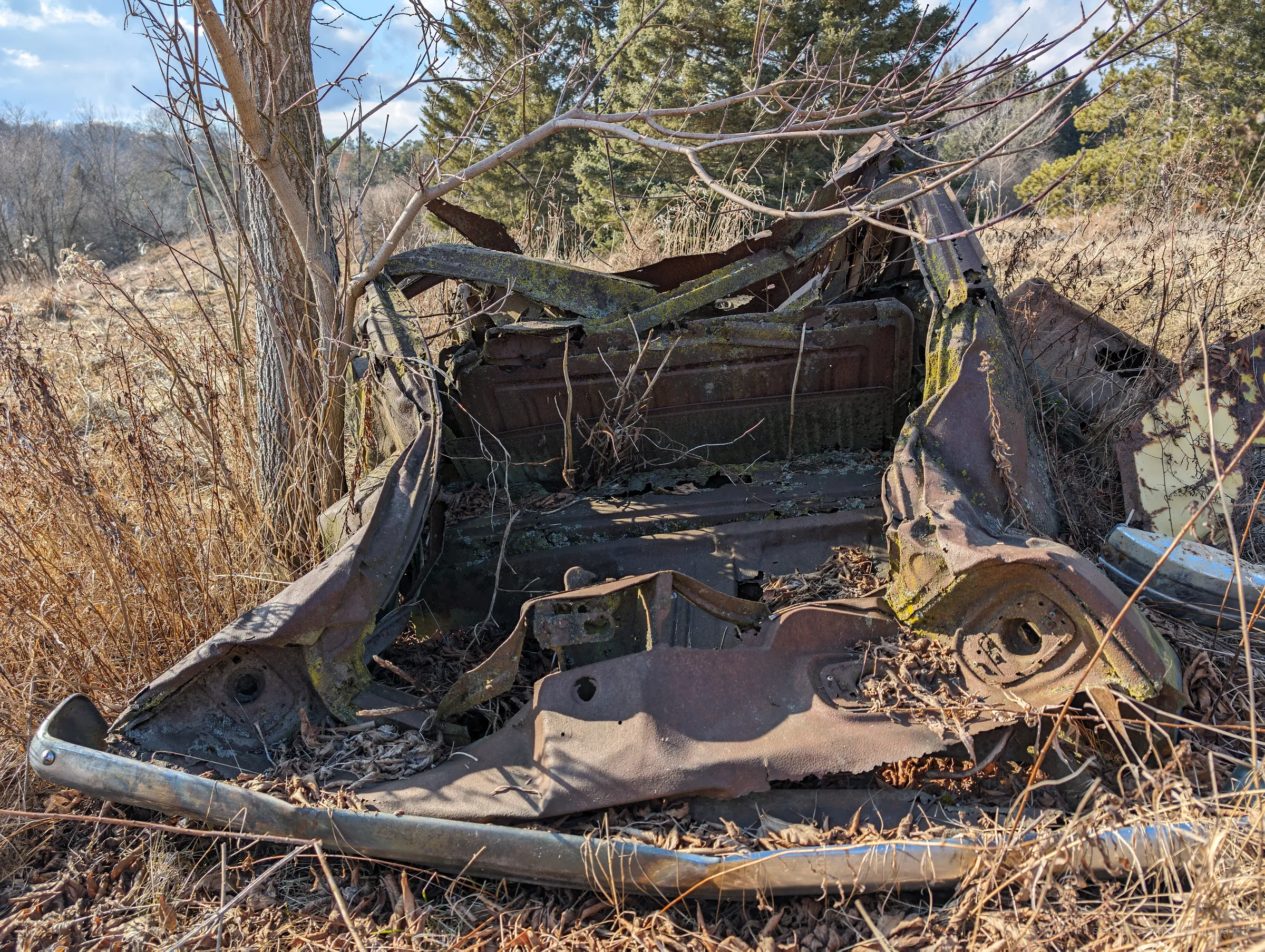 Looking into the stripped shell of a rusted car body from the rear, with the bench seat frame still standing inside and a sapling growing up beside it. Lichen and fallen leaves fill what used to be the cabin.