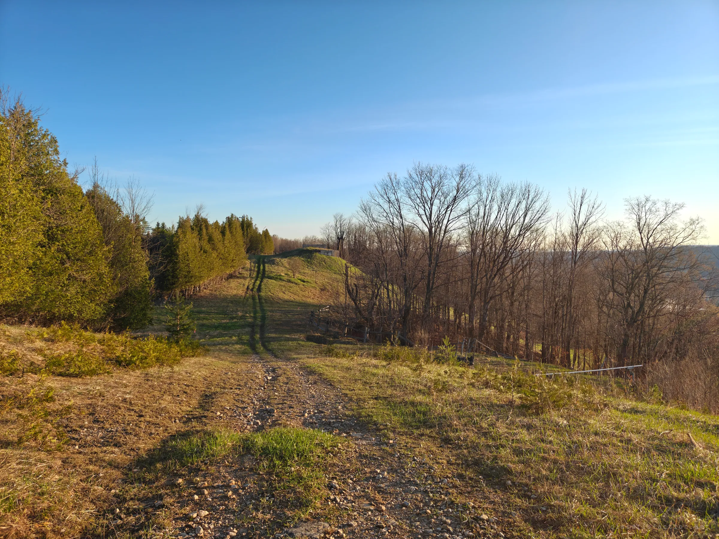 A gravel service track climbs a grassy ridge between cedars and bare trees toward a lift structure on the crest. Old fencing and a fallen rail lie along the slope, left to the weeds.