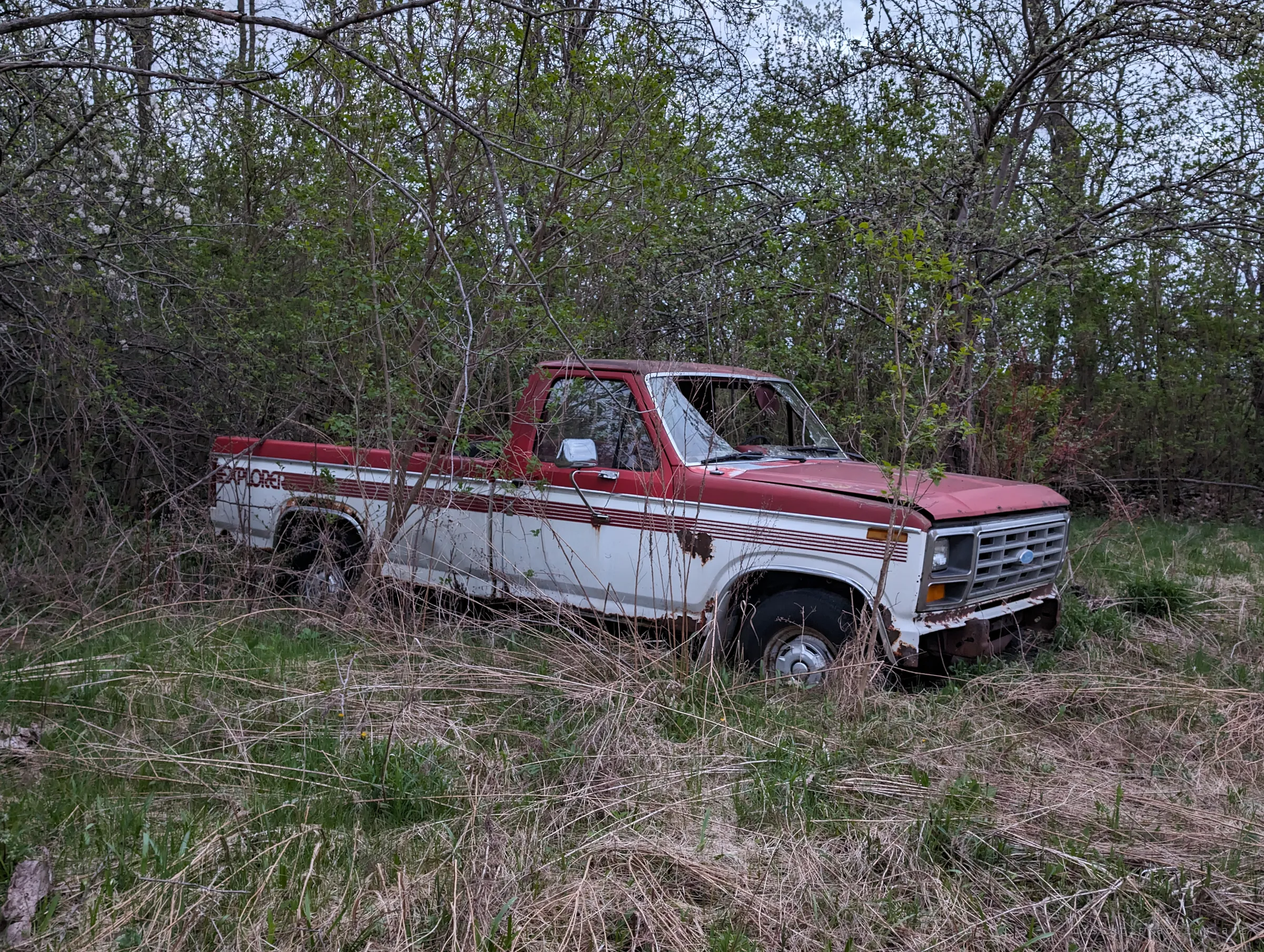 A red and white 1980s pickup with two-tone side stripes sits half buried in weeds and saplings. Young trees growing around it show how long it has stood still.