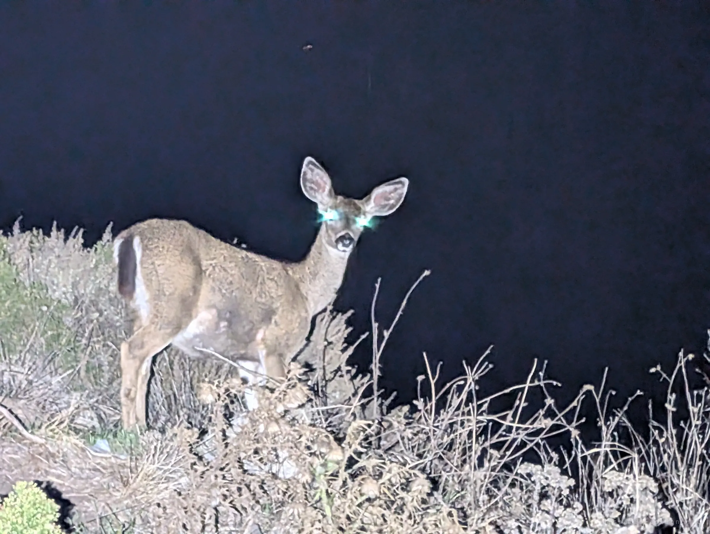 A deer stands in the scrub at night, eyes glowing green in the flashlight. A reminder that the site belongs to wildlife after dark.