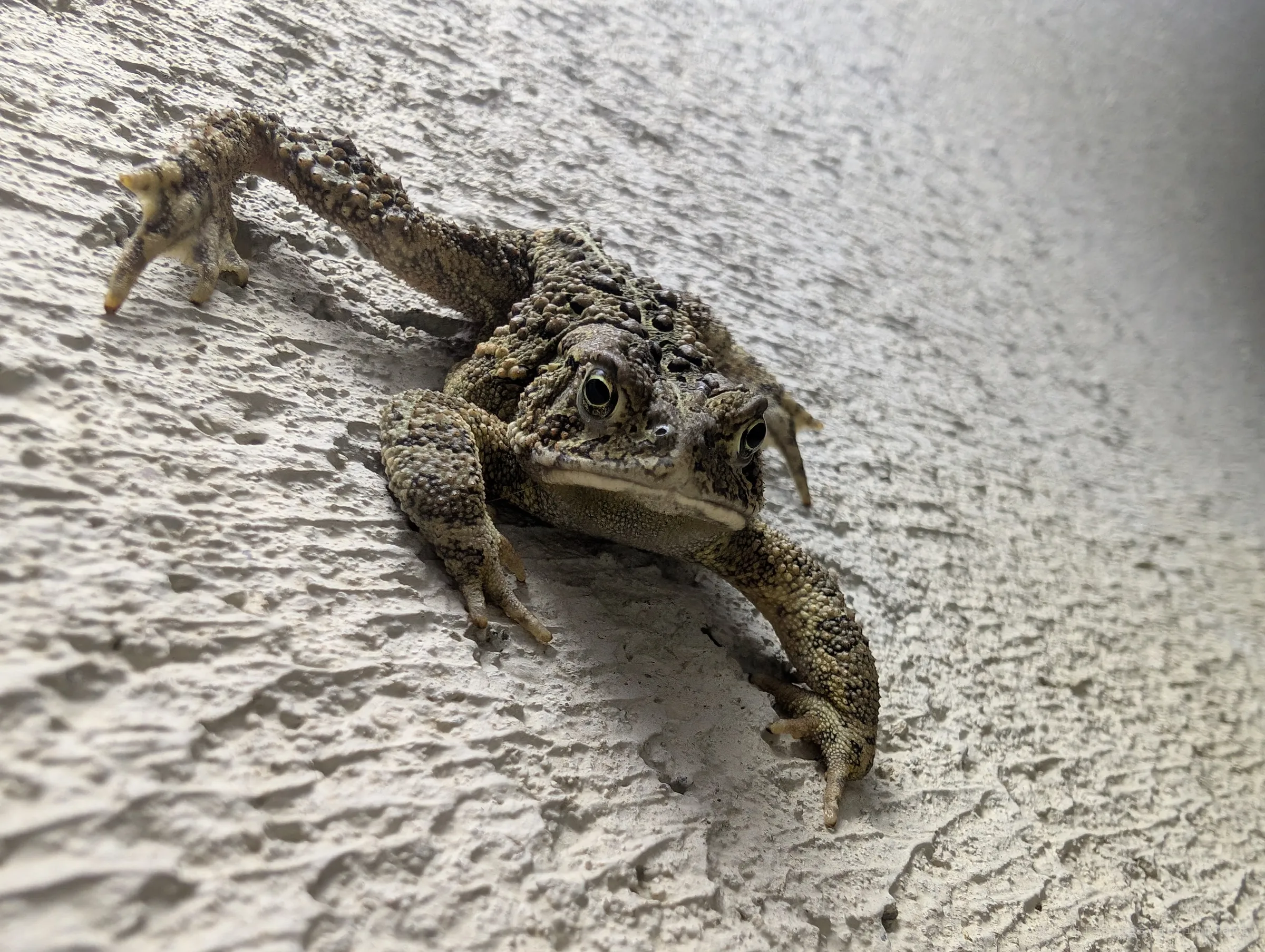 A warty toad clings to a rough concrete wall, legs splayed, staring at the camera. A small resident of the drain.