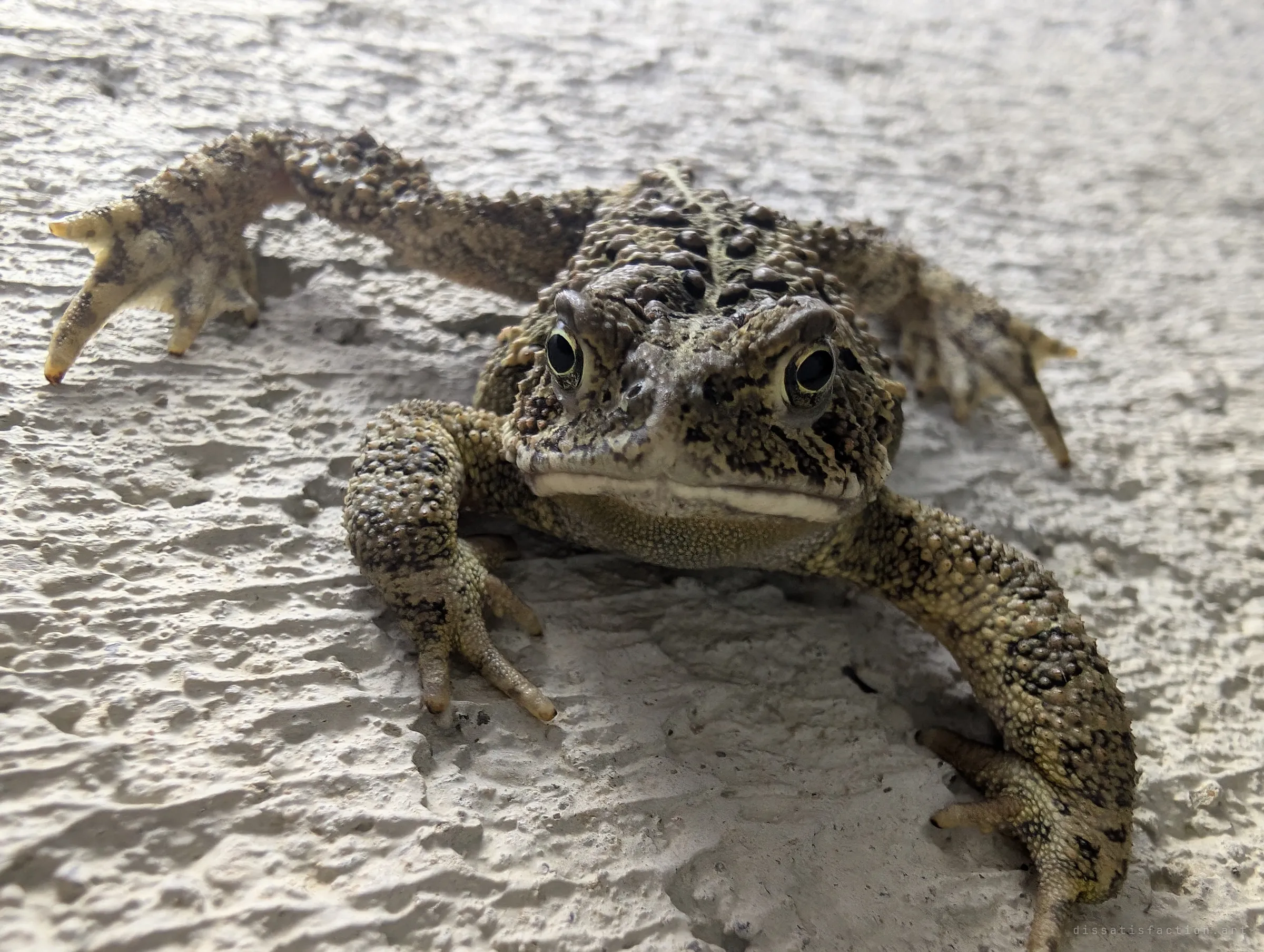 A close, head-on portrait of the toad on the textured concrete, its gold-ringed eyes and bumpy skin sharp against the pale wall.