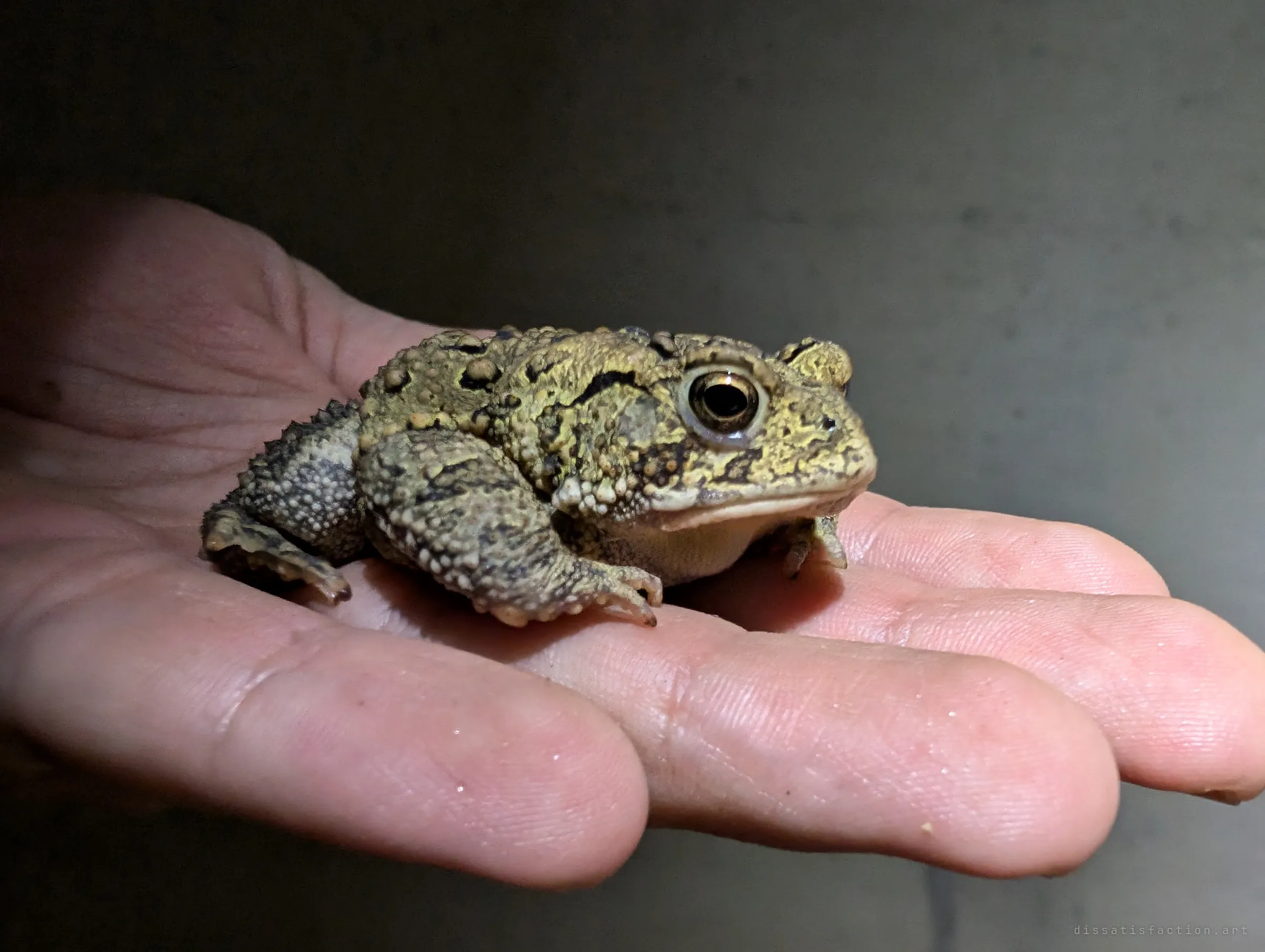 The toad sits calmly on an open palm against a dark concrete backdrop, shown in side profile. It was carried along through the tunnel.
