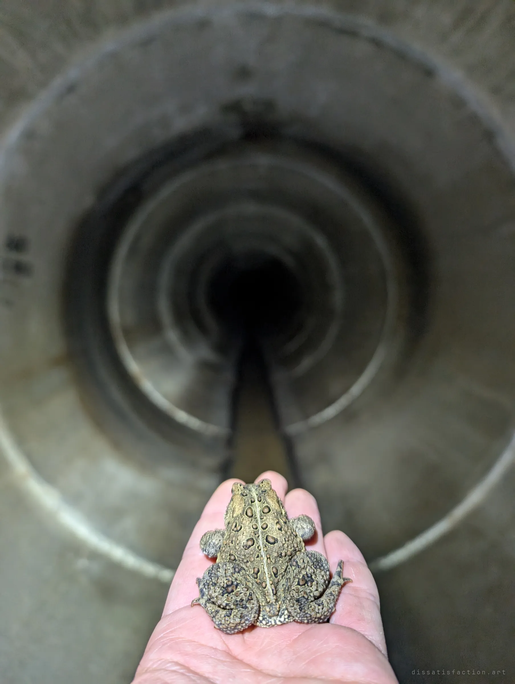 The toad seen from behind on an outstretched hand, facing down a long round pipe whose joints fade into darkness. The out-of-focus rings give the tunnel a sense of depth.