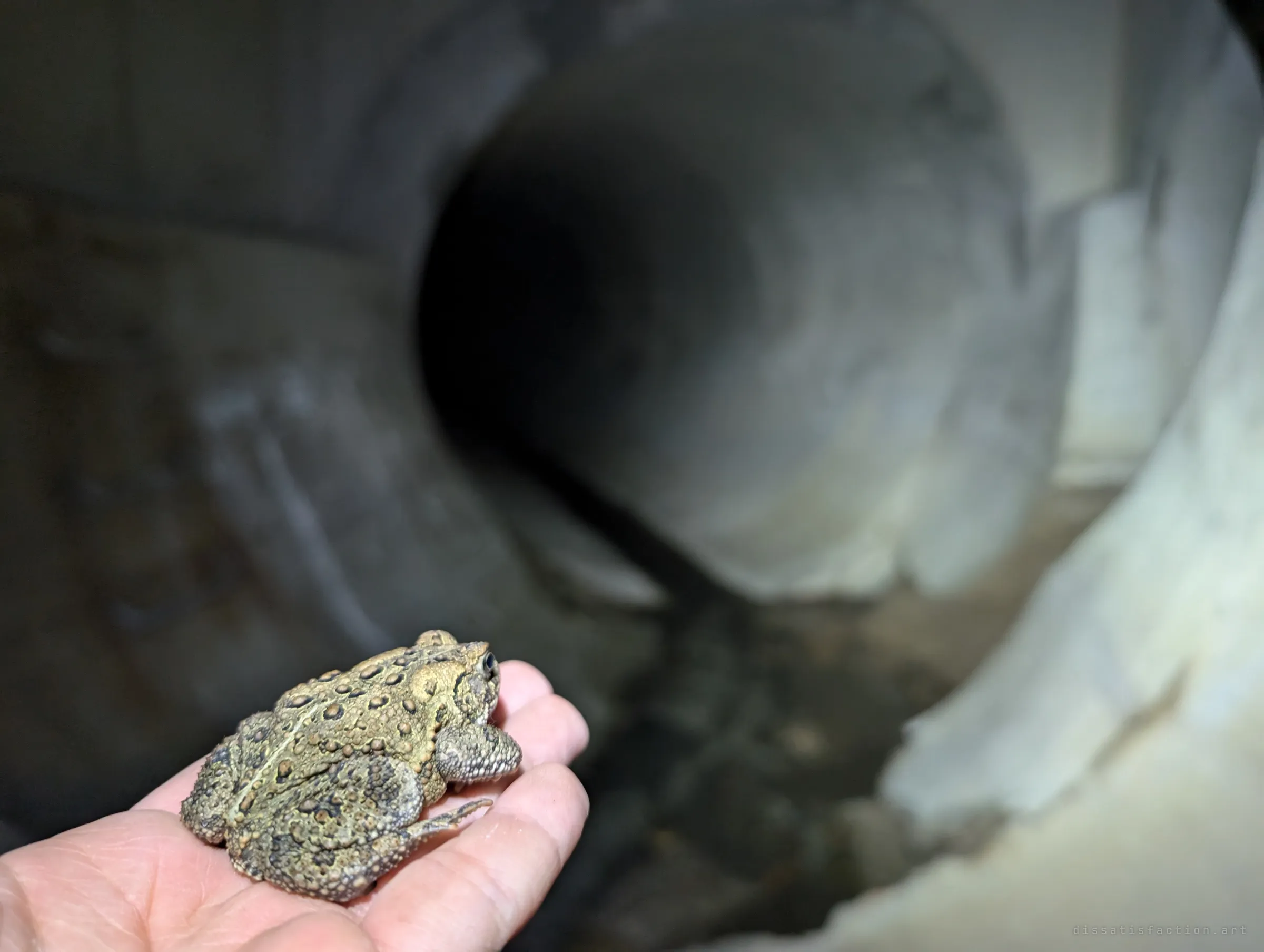 The toad on a hand in the foreground, with a soft-focus pipe mouth opening behind it in the chamber.