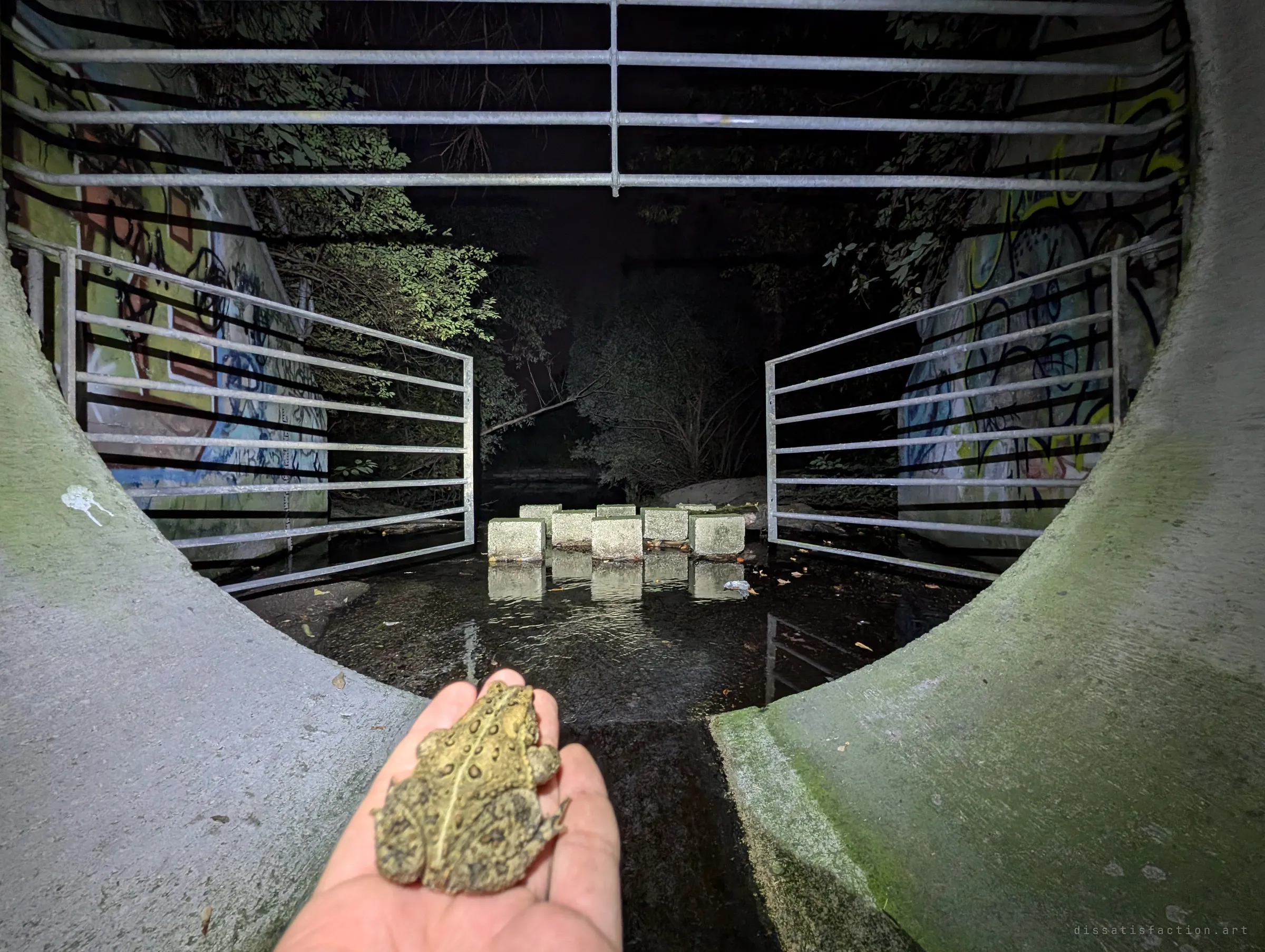 At the tunnel's outfall, the toad is held out on a palm toward the night creek beyond a metal safety grate, with graffiti on the wingwalls and concrete blocks in the shallow water. The moment it is set free.