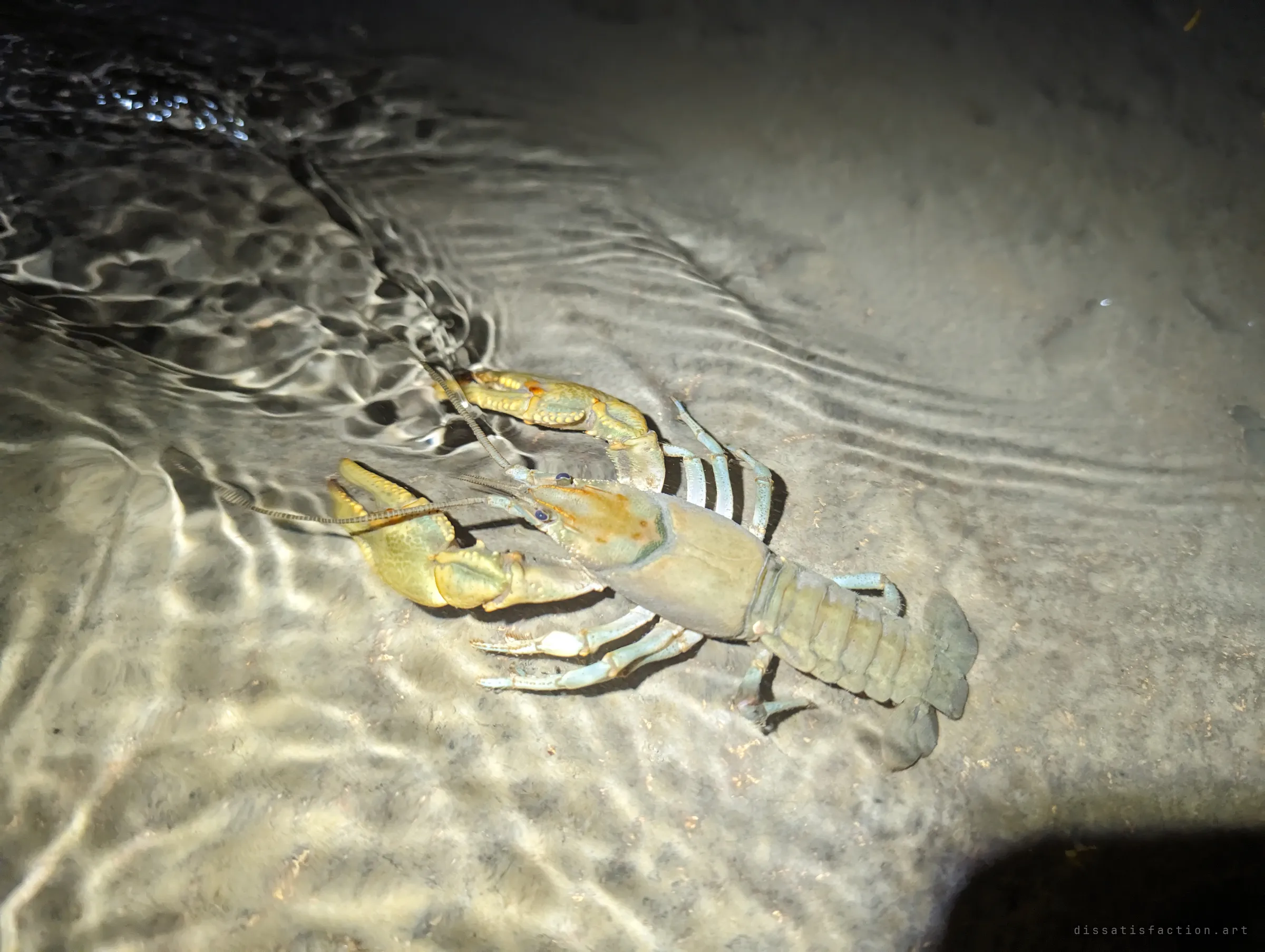 A pale crayfish walks through shallow rippling water on the drain floor, lit by a torch. Wildlife living in the dark channel.