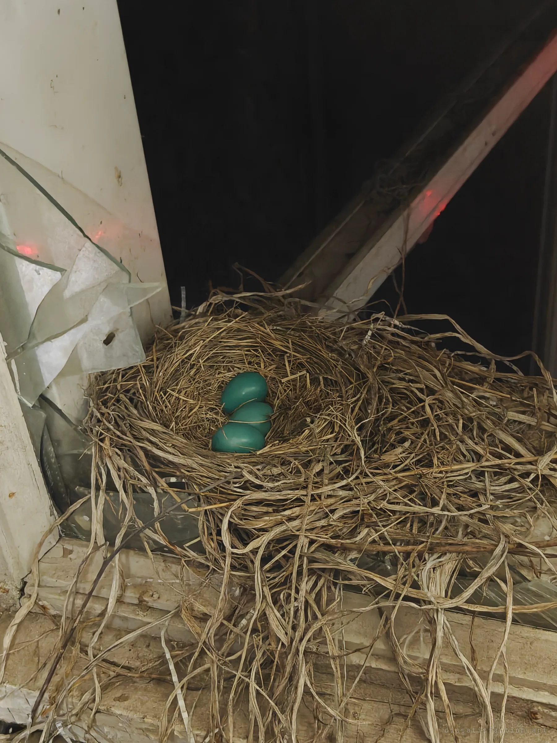 A bird's nest built on a window sill beside shattered glass holds three blue eggs. Life has moved back into the empty building.