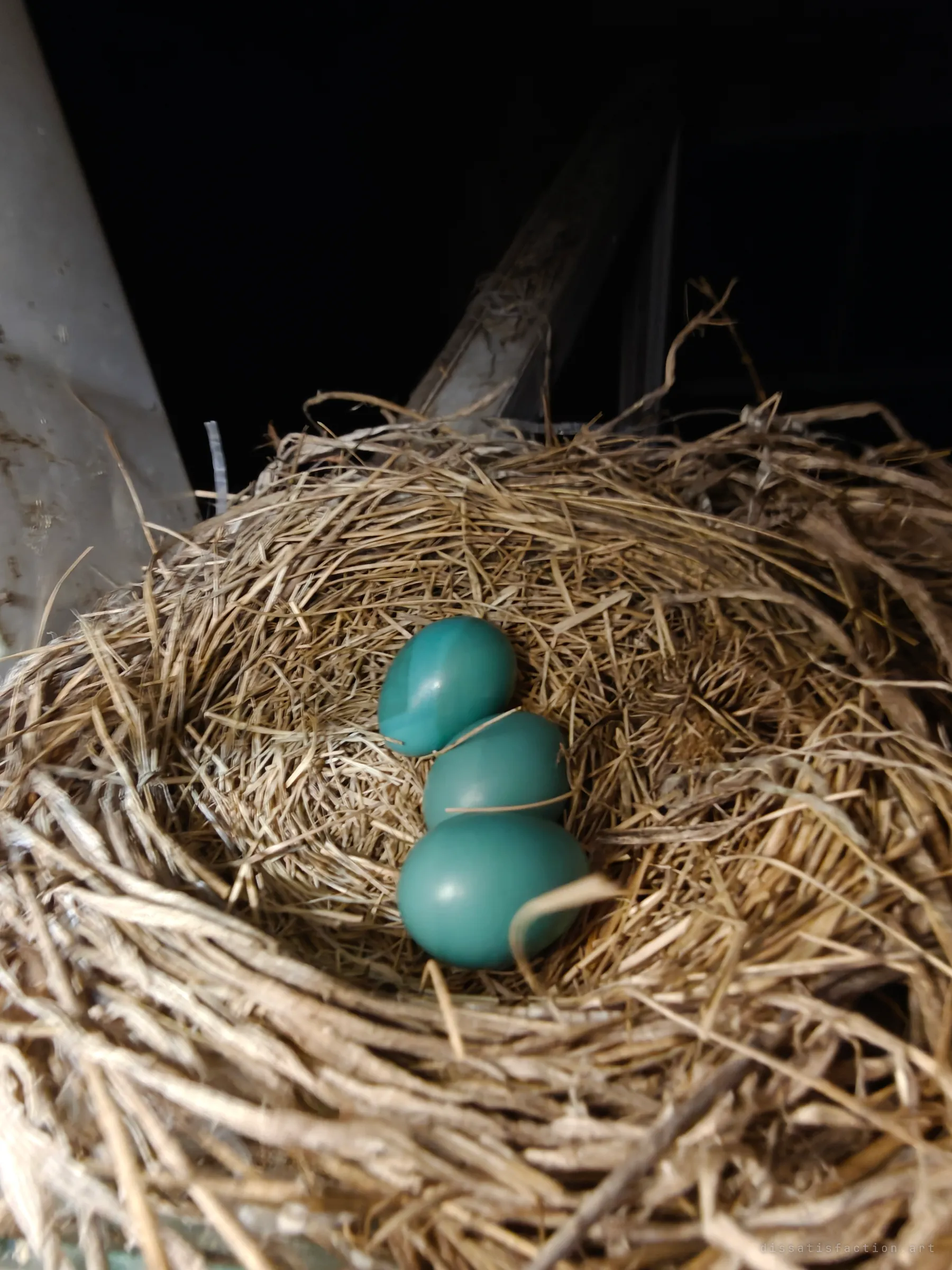 A close look at the nest shows three smooth blue eggs resting in woven dry grass. The tight framing makes the quiet find the centre of attention.