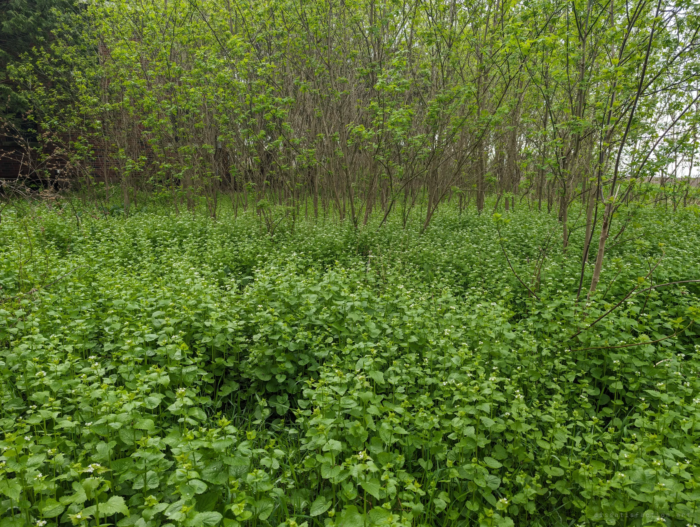 A dense carpet of flowering garlic mustard spreads under a thicket of young trees, with a glimpse of brick wall at the far left. Nature is steadily reclaiming the grounds.