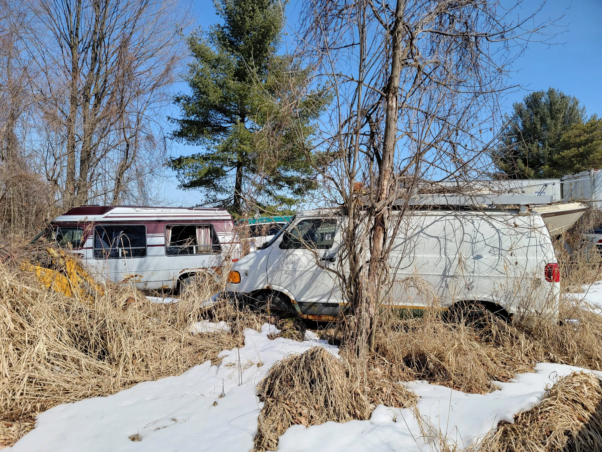 Two vans sit half-swallowed by tall dead grass under a tall pine: a maroon-striped camper van with torn curtains and a white cargo van with a roof rack. The overgrowth shows how long they have been parked here.
