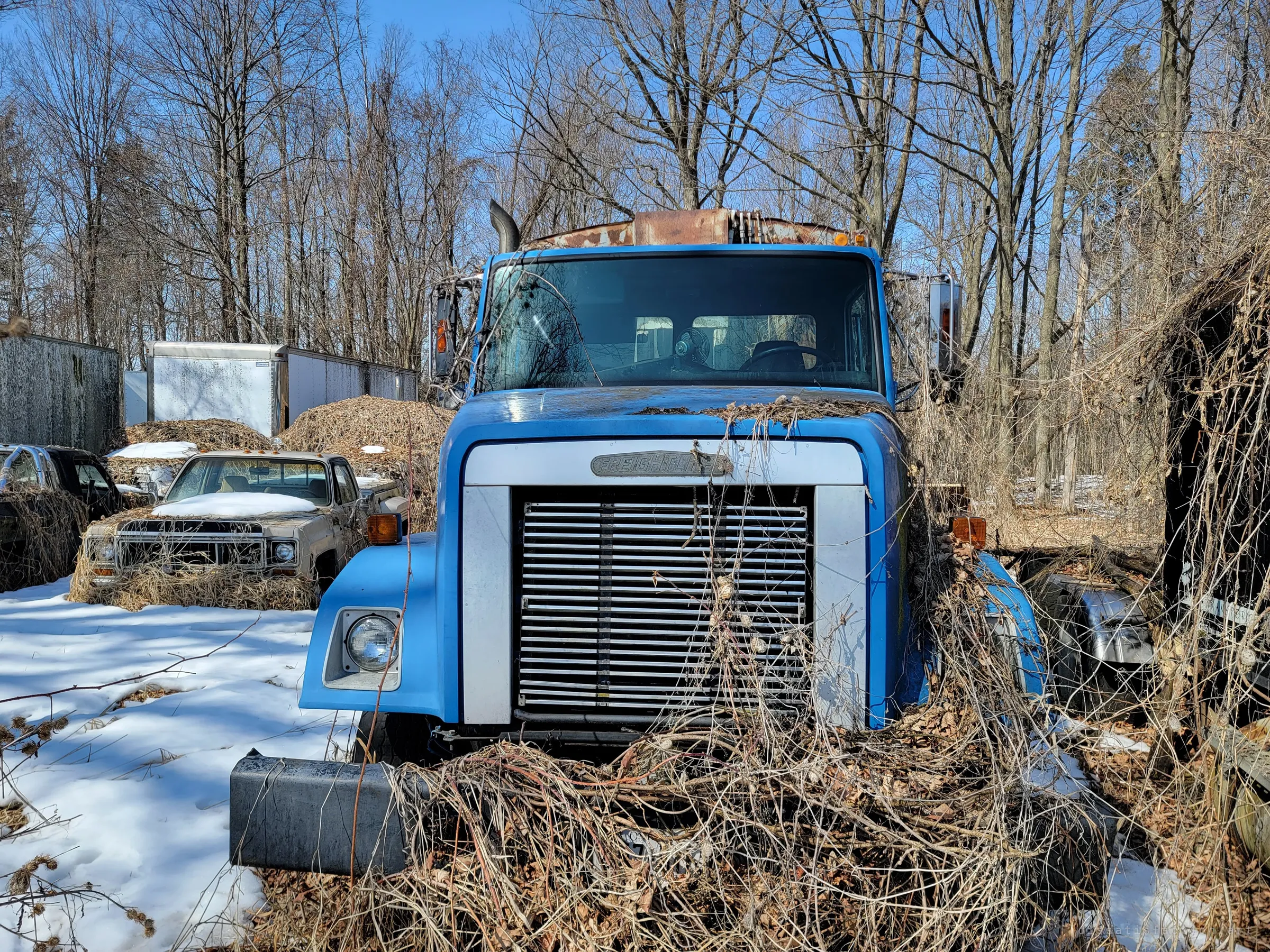 A blue heavy truck cab stares straight out from a tangle of vines, its grille half-hidden and its roof rusting. Behind it, an old pickup and several cargo boxes sit under mounds of dried grass.