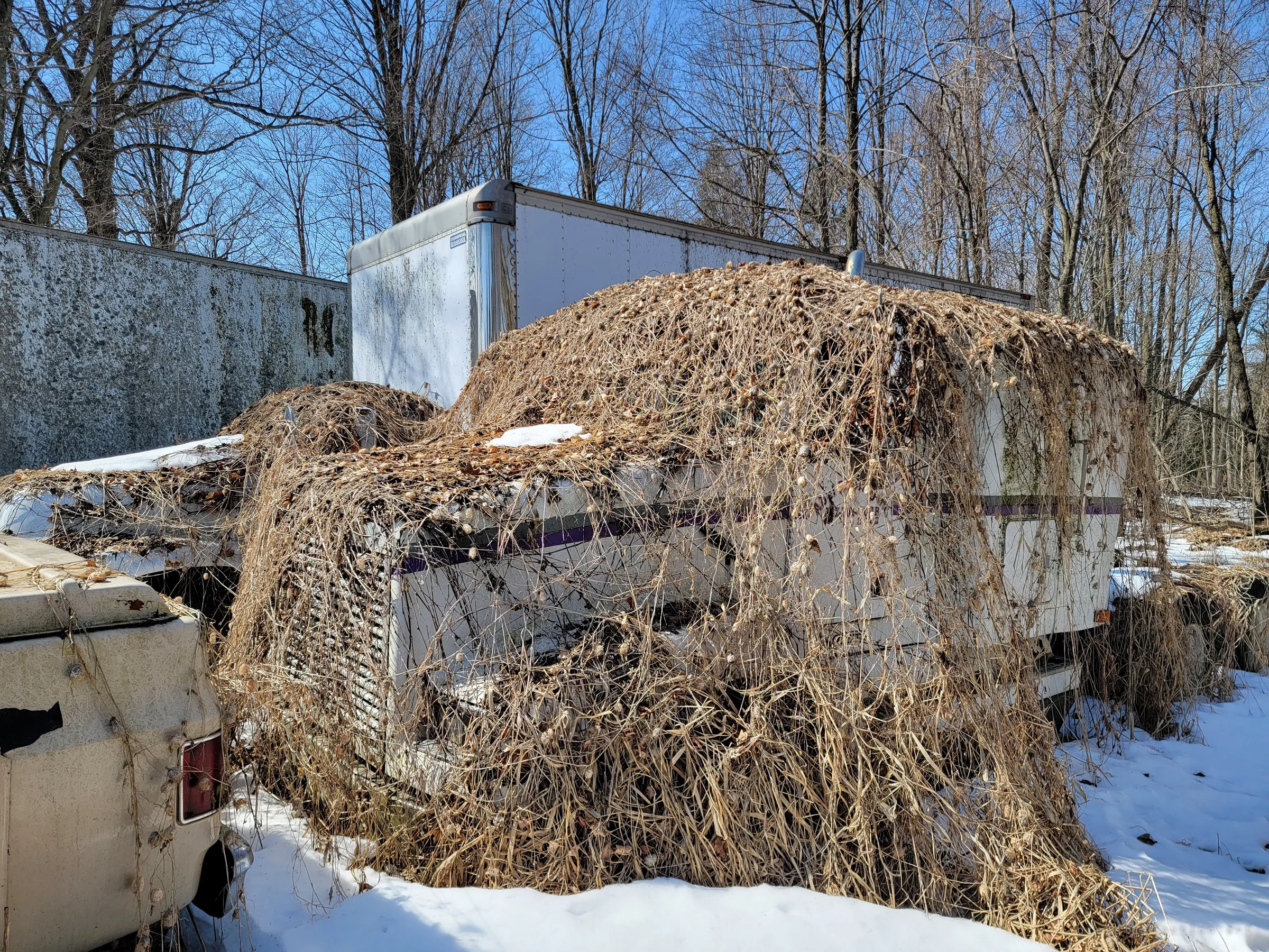 A white truck cab is almost completely wrapped in a thick blanket of dead vines, a box trailer and a moss-stained container behind it. Nature is slowly burying the vehicles whole.