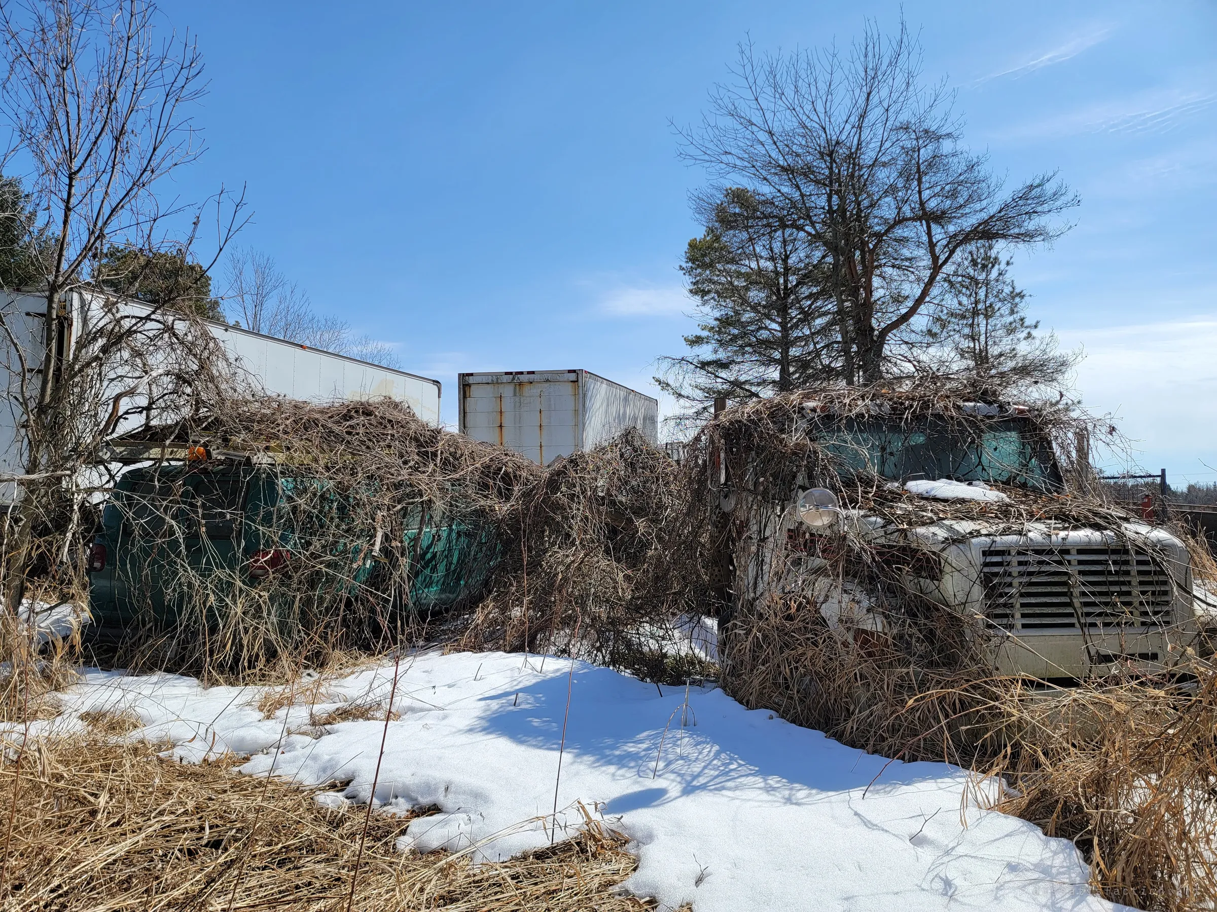 A green van and a white truck are smothered in tangled vines beside old box trailers, under a clear blue sky. The overgrowth shows how long they have stood here.