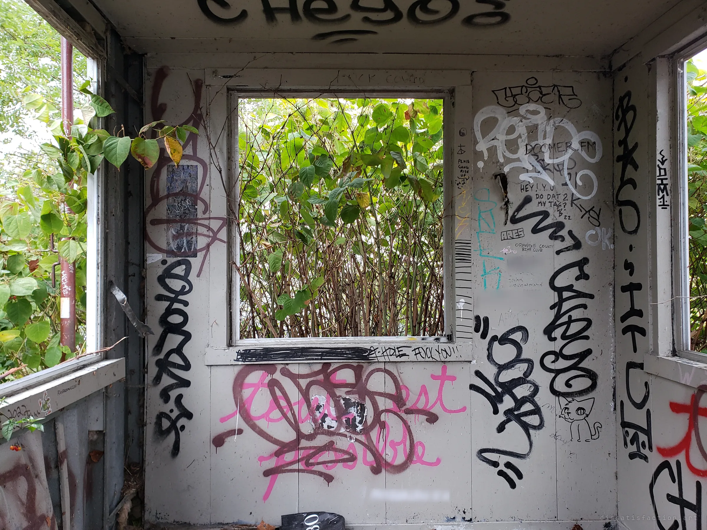 Inside the hut, empty window frames look straight into a wall of knotweed while every surface is layered with tags and scrawled messages.