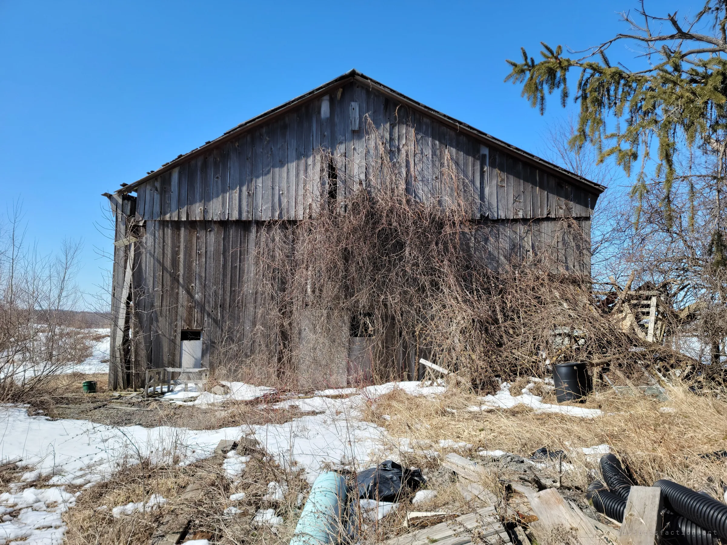 A weathered grey plank barn draped in dead vines, with drainage pipe and scrap wood strewn across the snowy foreground. The outbuilding is slowly being swallowed by the yard.