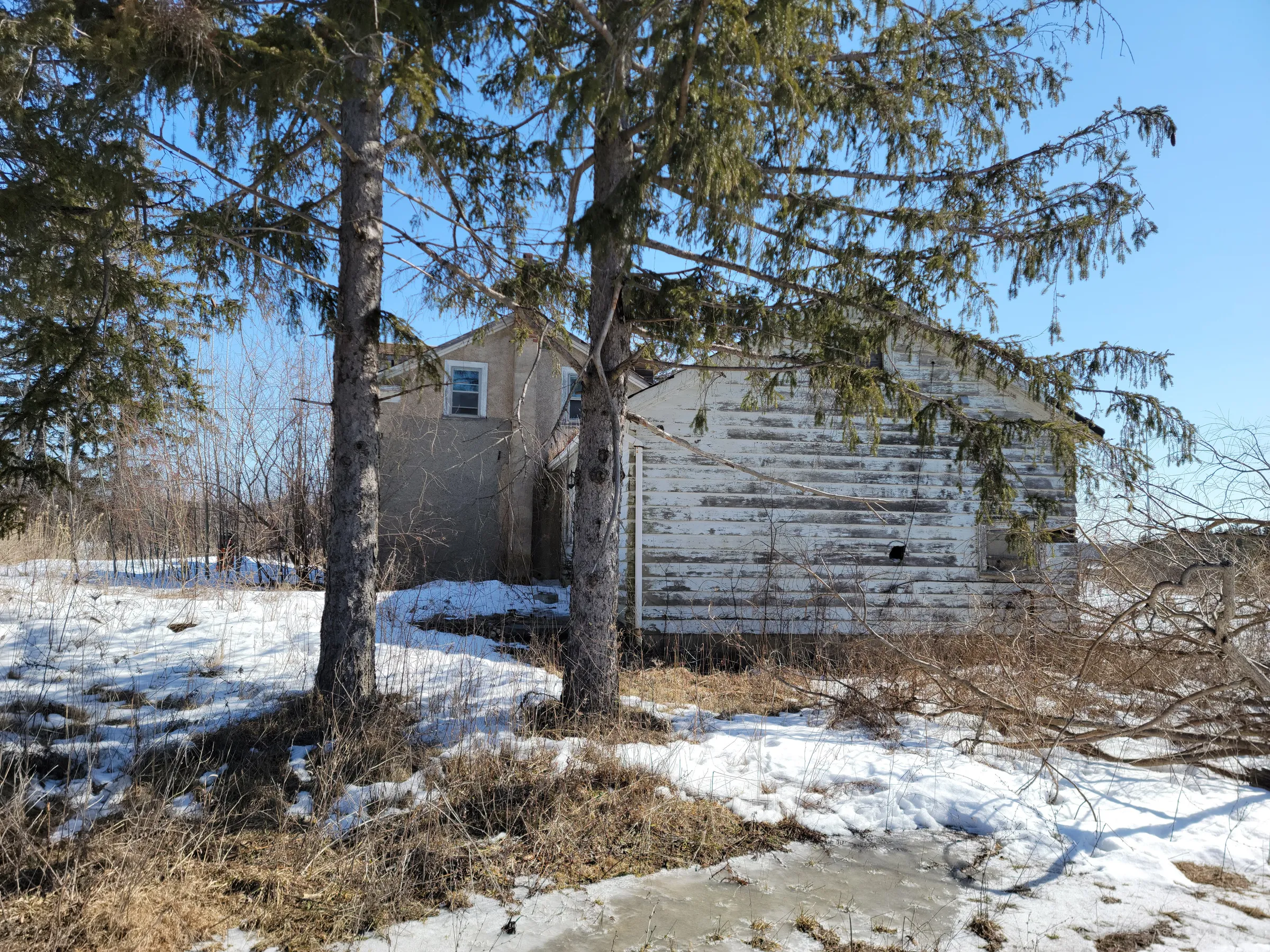 The back of the house seen between two spruce trunks, its peeling white siding and stucco gable half hidden by branches. Meltwater pools in the snow in front.