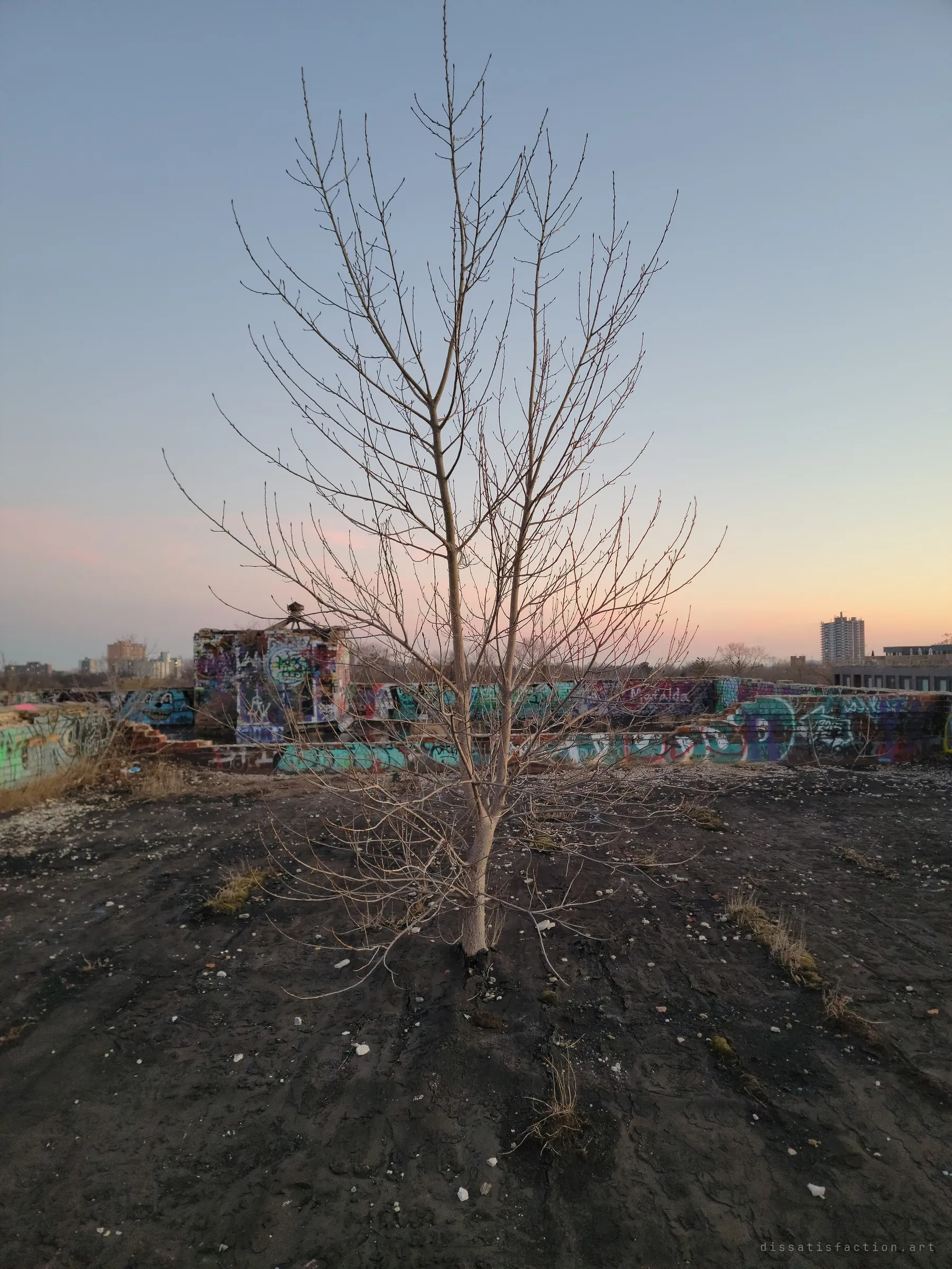 A bare young tree has taken root in the tar-and-soil surface of the roof, framed by graffiti-covered parapets and a pastel dusk sky. Nature slowly reclaiming the building.