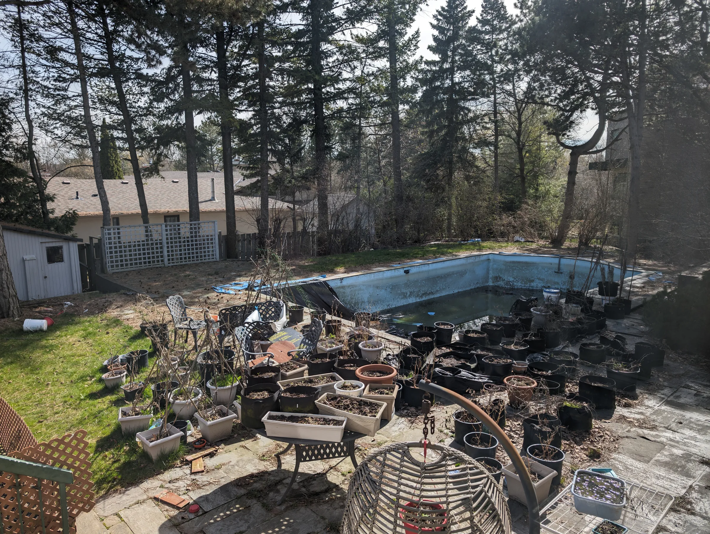 The backyard from above: a drained, stained pool ringed by dozens of pots of dead plants and patio furniture under tall pines. The garden was being tended right up until it wasn't.