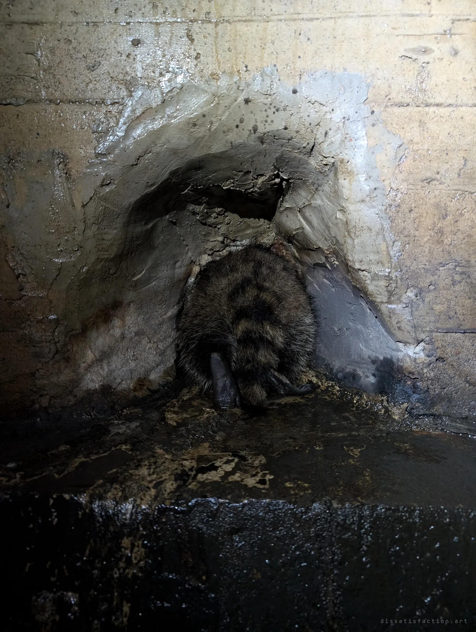 The back half of a raccoon wedged into a hollow in a wet concrete wall, striped tail and hind feet toward the camera. A live resident of the drain, caught hiding.