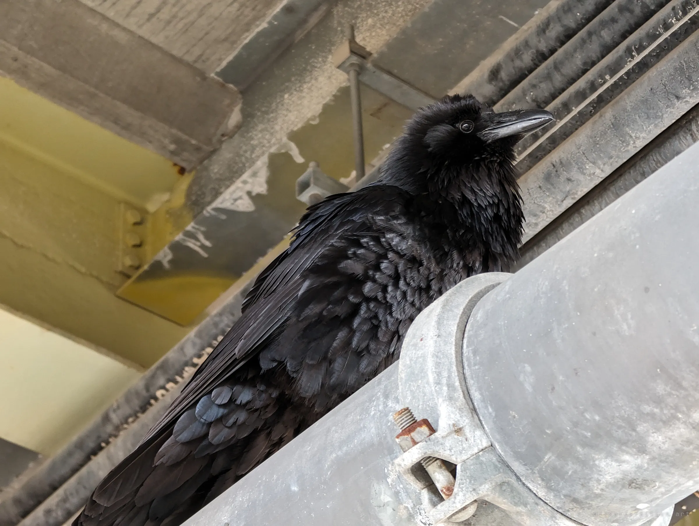 A raven perched on a galvanised pipe beneath the bridge deck, feathers ruffled, eye catching the light. A resident of the structure, calm and close.