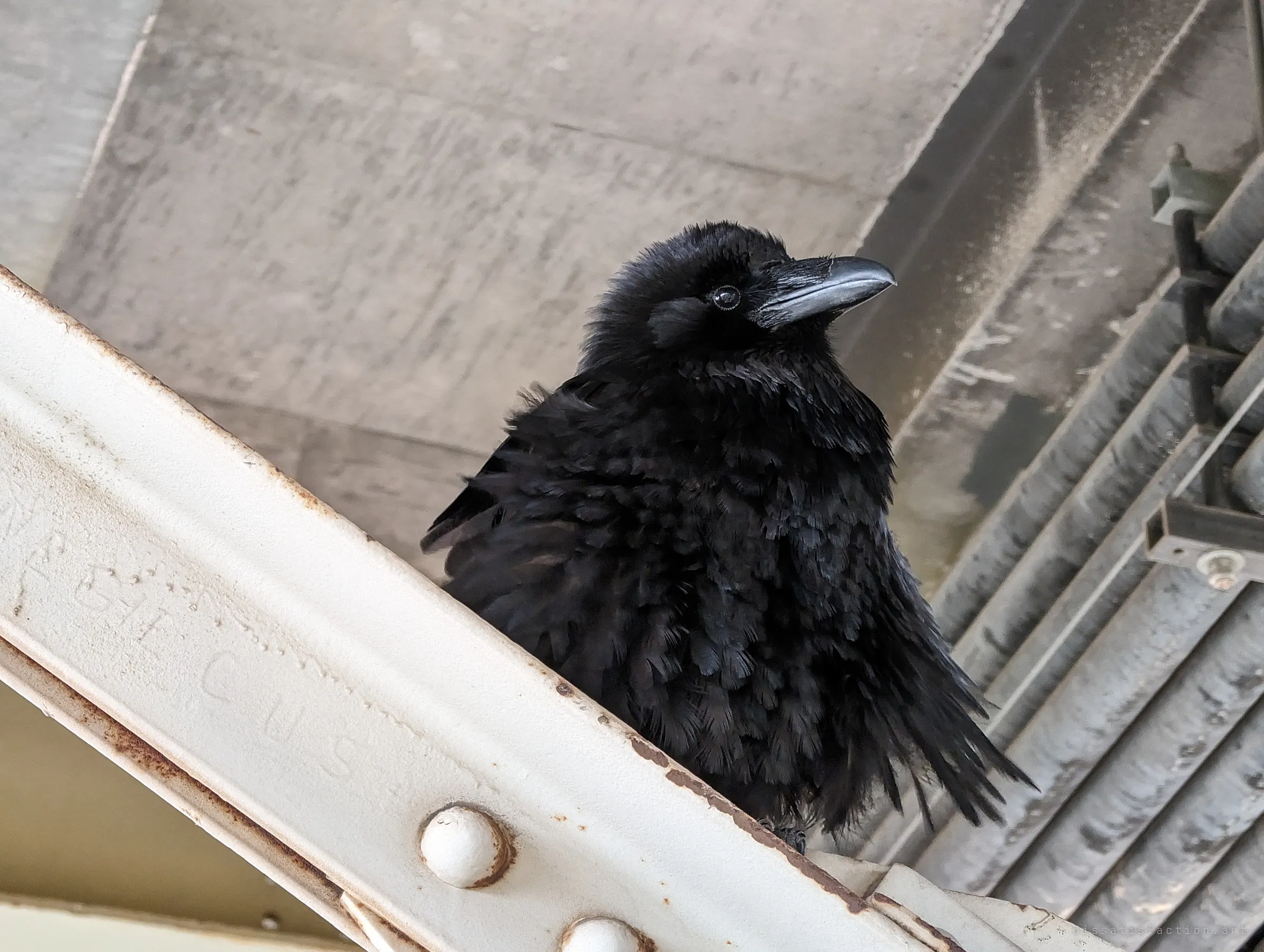 A fluffed-up raven sits on a pale riveted girder against the concrete underside of the deck, looking off to the side. Scratched lettering in the paint is worn and unreadable.
