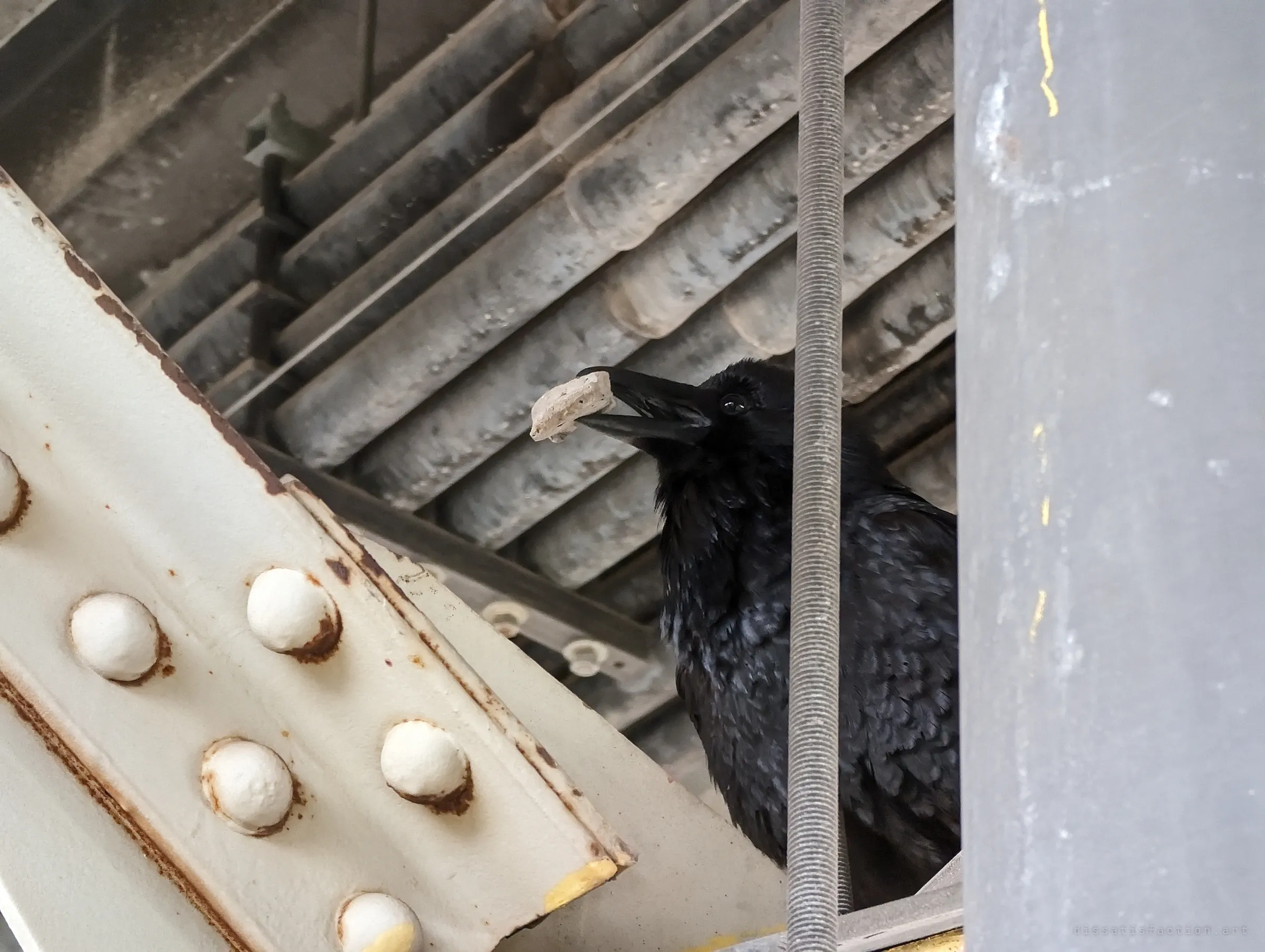 The raven half-hidden behind a threaded rod and a steel column, holding a chunk of concrete or debris in its beak. Rivet heads on a white gusset plate frame the left side.