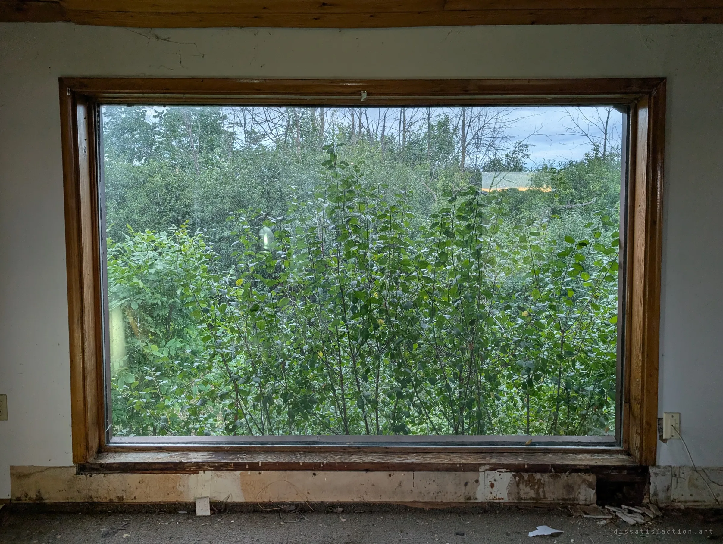 A wide picture window framed in wood, filled edge to edge with dense shrubs and saplings under an evening sky. The stripped baseboard beneath it shows the house slowly being taken apart while nature closes in.