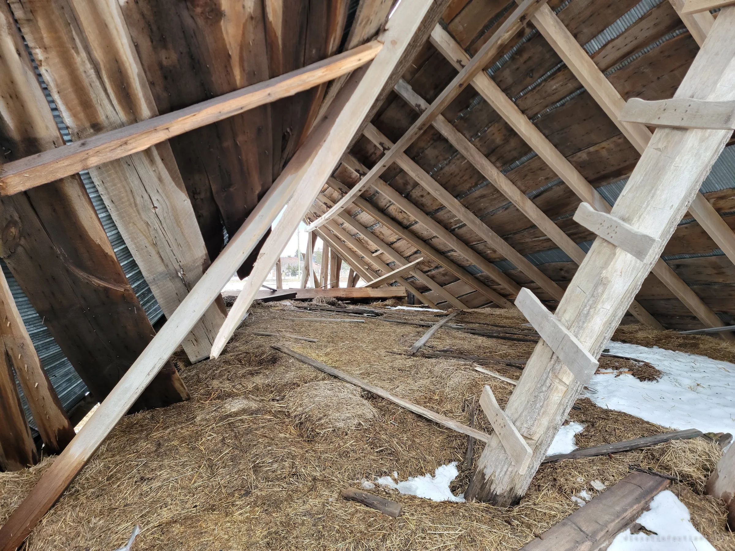 Inside a barn roof that has come down to the ground, rafters and braces slant over a floor of old hay and snow. The whole structure lies at a steep angle, one step from caving in.
