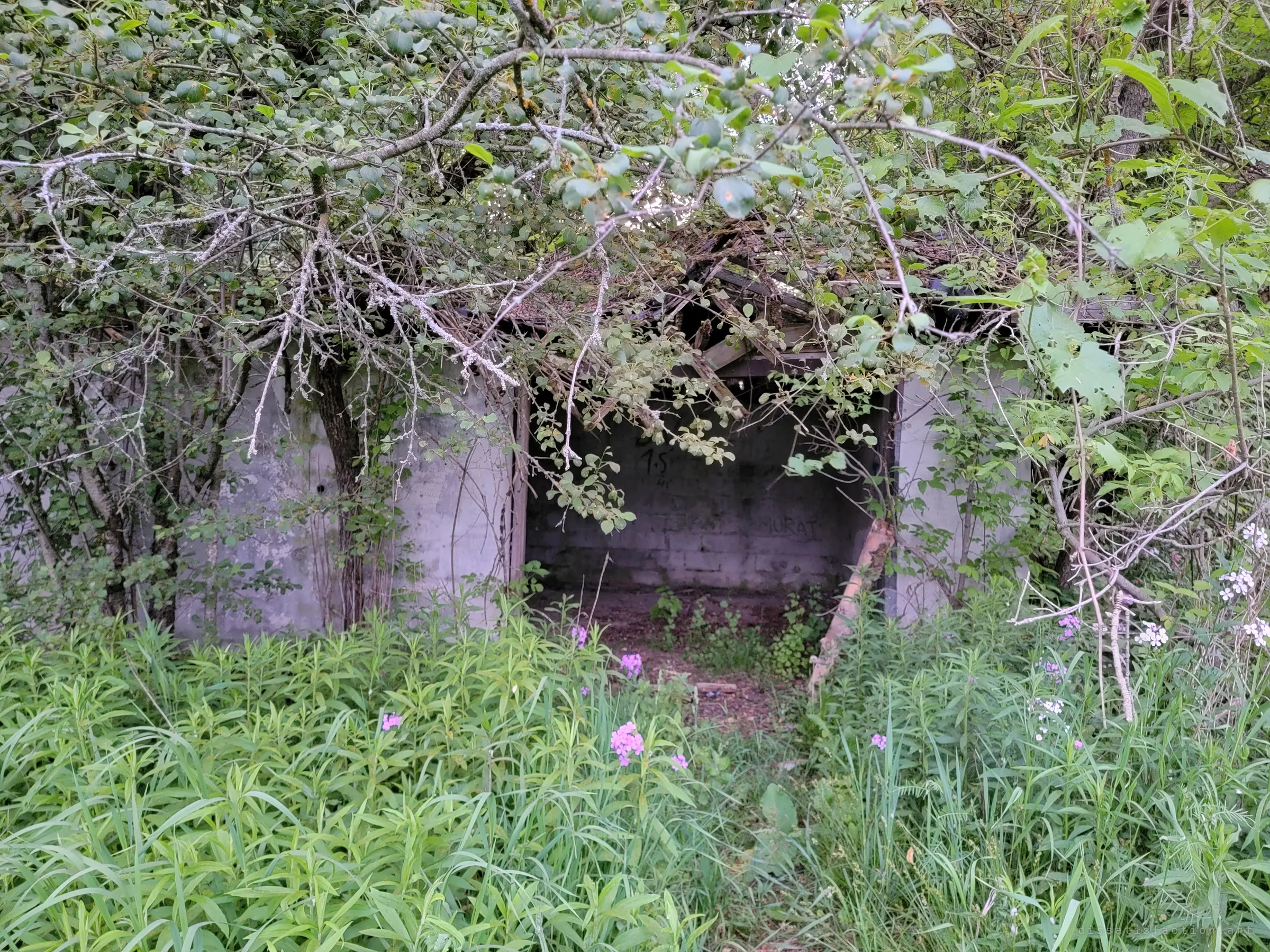A low concrete-block ruin almost swallowed by shrubs and wildflowers, its collapsed roof sagging over a dark open doorway. Sets the scene: nature has nearly taken the building back.