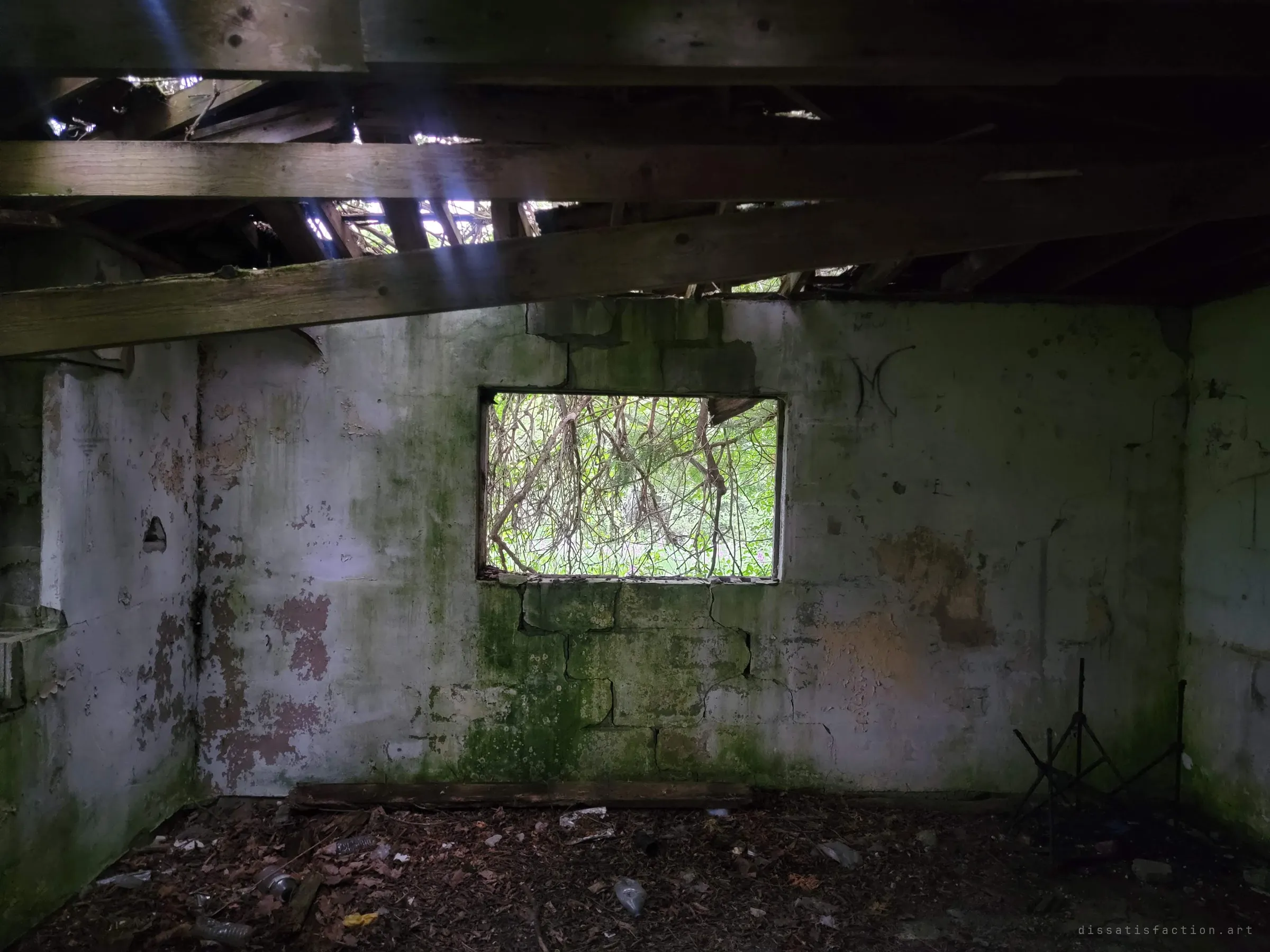 Light slants through gaps in the collapsed roof onto a peeling, moss-streaked wall whose empty window is filled with tangled vines. Shows how the forest is growing in.