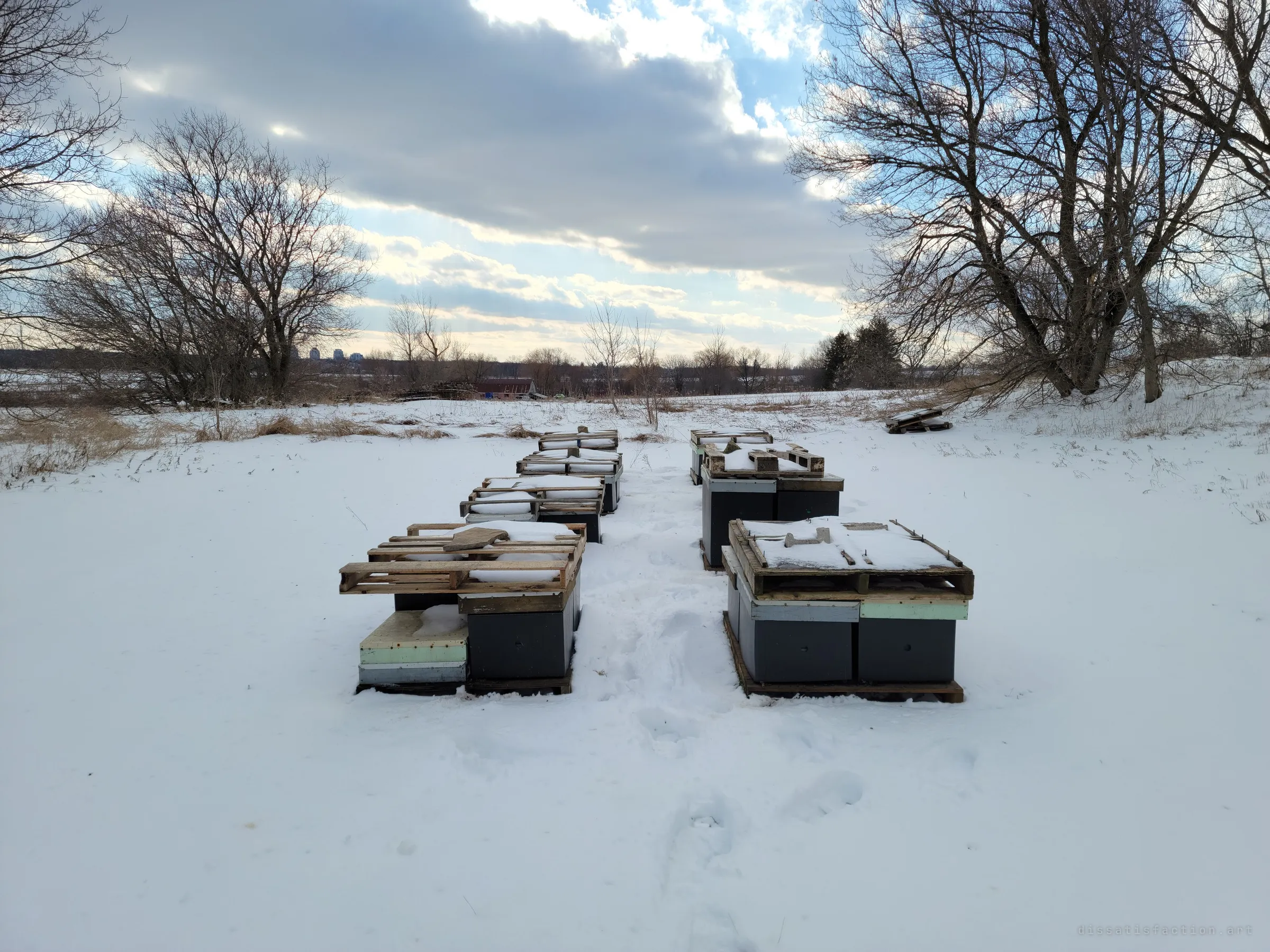 Rows of beehives on pallets in a snowy field under a heavy sky, with a trodden path between them. The hives are the reason for the album's name.