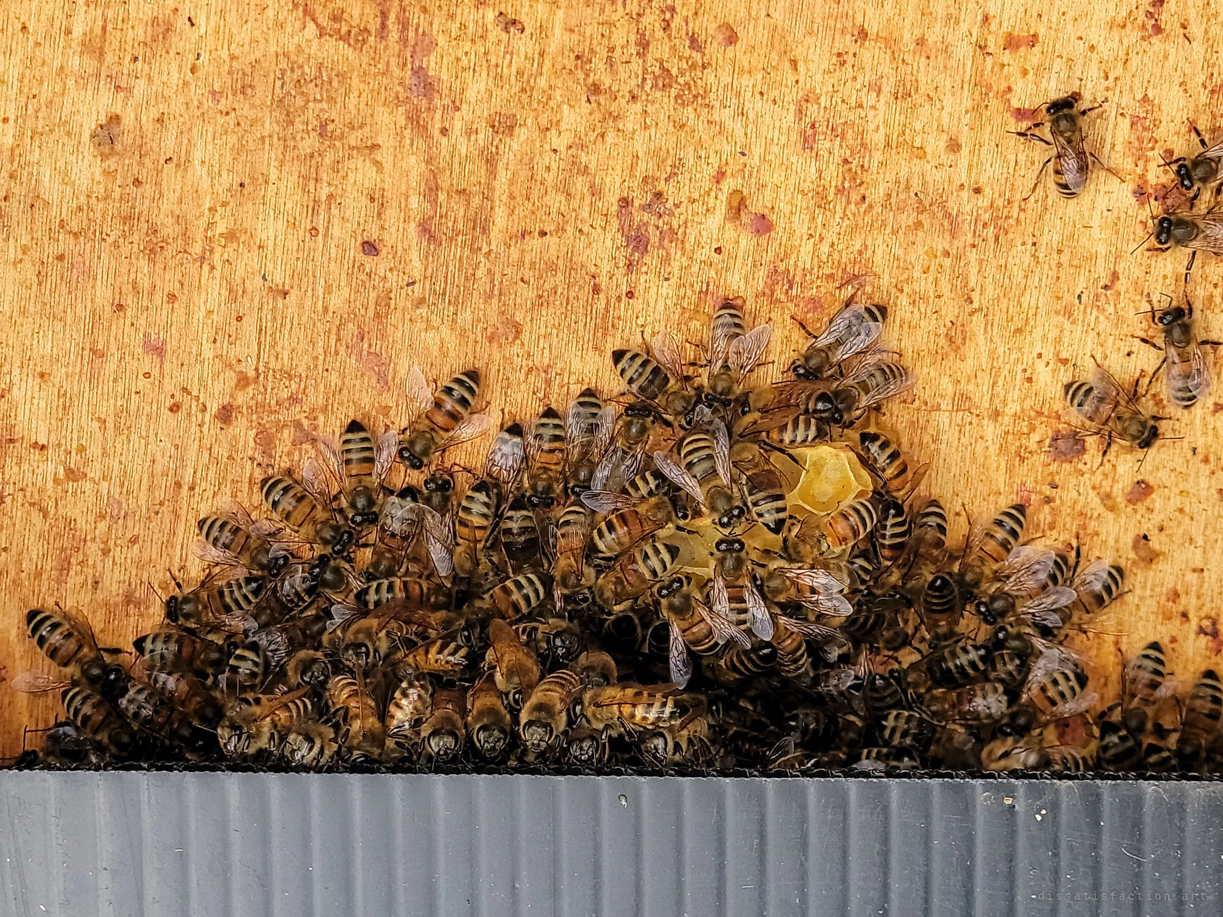 A close cluster of honeybees huddled around a scrap of comb on the stained wood inside a hive. Some of the colony is still alive through the winter.