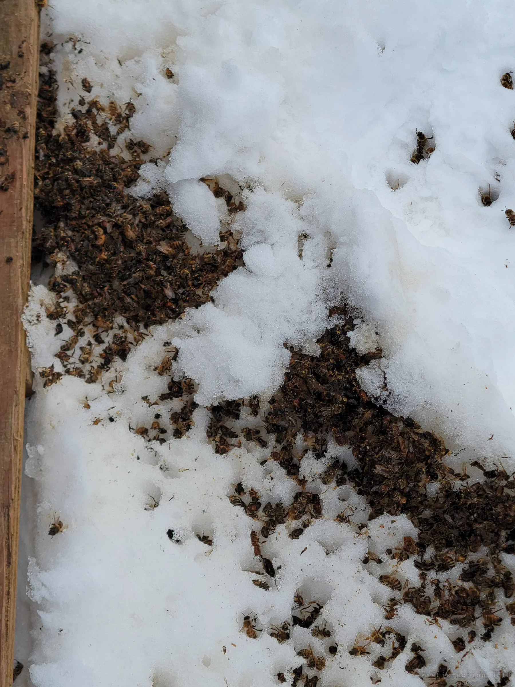 Hundreds of dead bees scattered over melting snow beside a wooden hive frame. The loss behind the album's plea, in one frame.