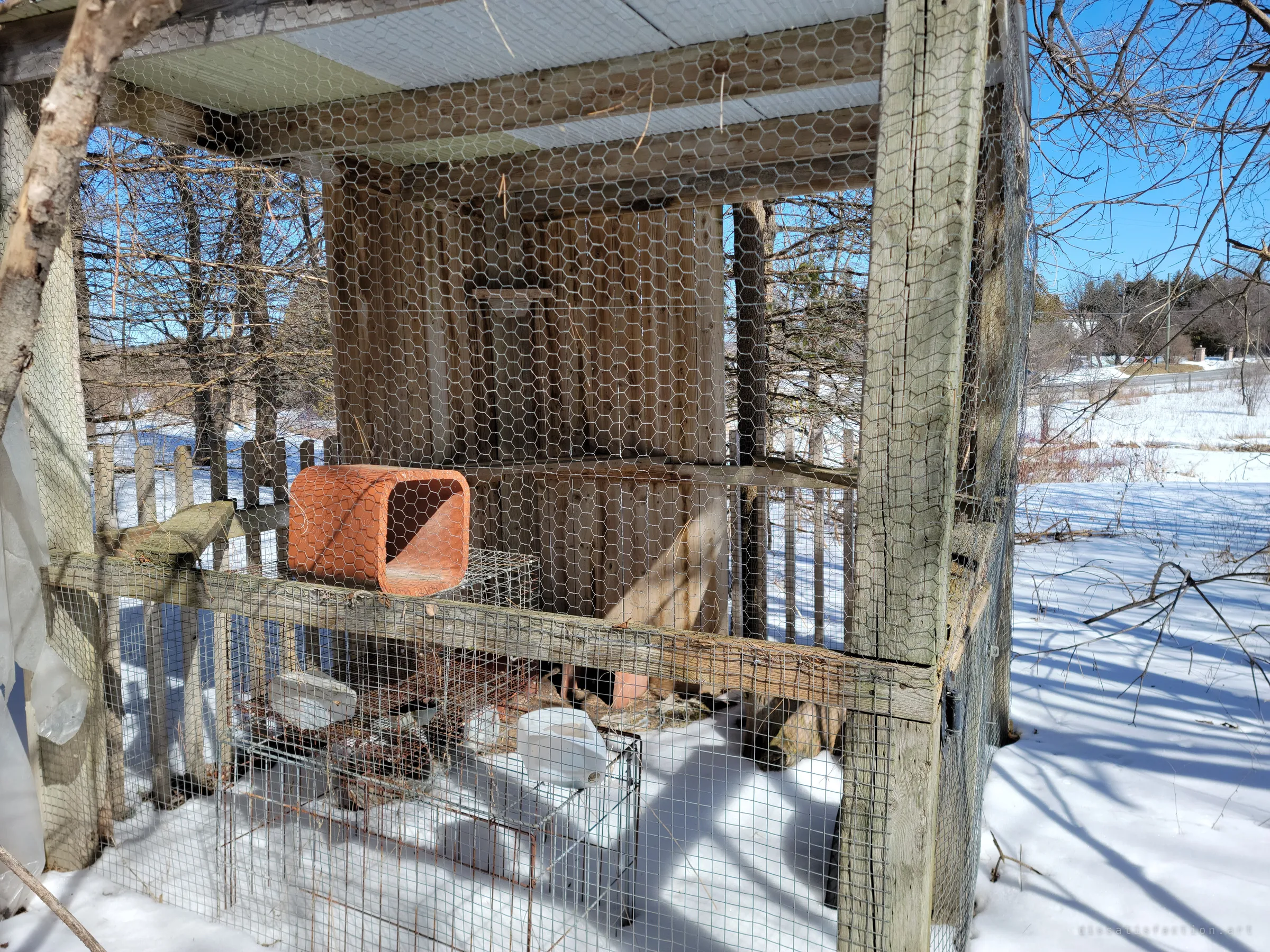 A wooden animal pen wrapped in chicken wire, with a terracotta pipe and wire cages left inside. Snowy fields stretch away behind it.