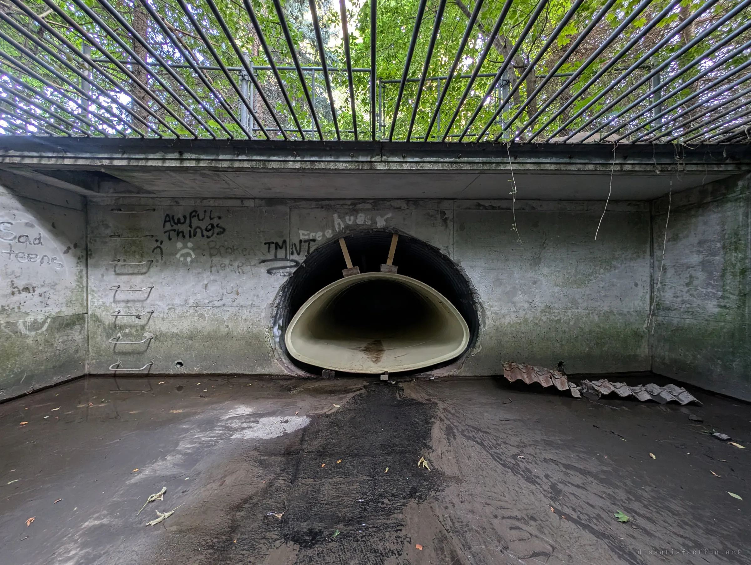 The inlet chamber's back wall, covered in moody graffiti and rung ladder steps, with the cream liner pipe propped on timber wedges inside the old corrugated culvert. The mismatched pipe-in-pipe is what gives the drain its name.